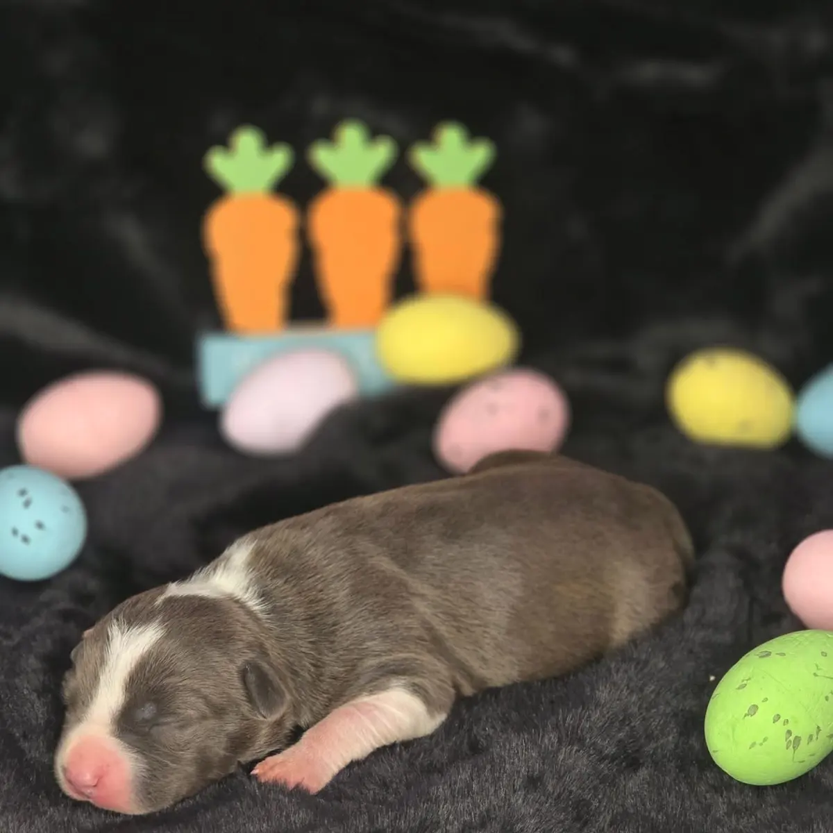 A newborn lilac puppy among Easter eggs