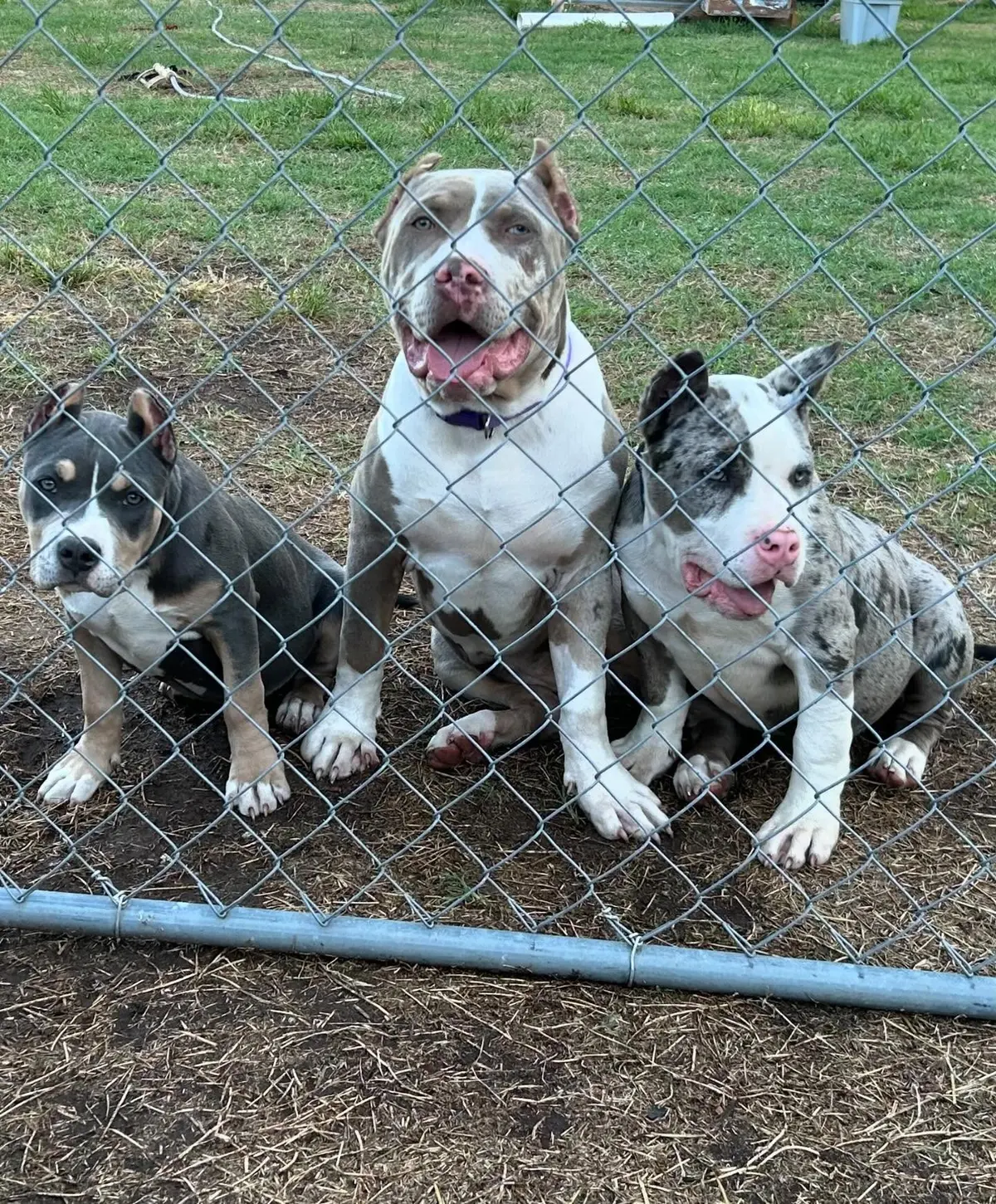 Three merle puppies behind a fence