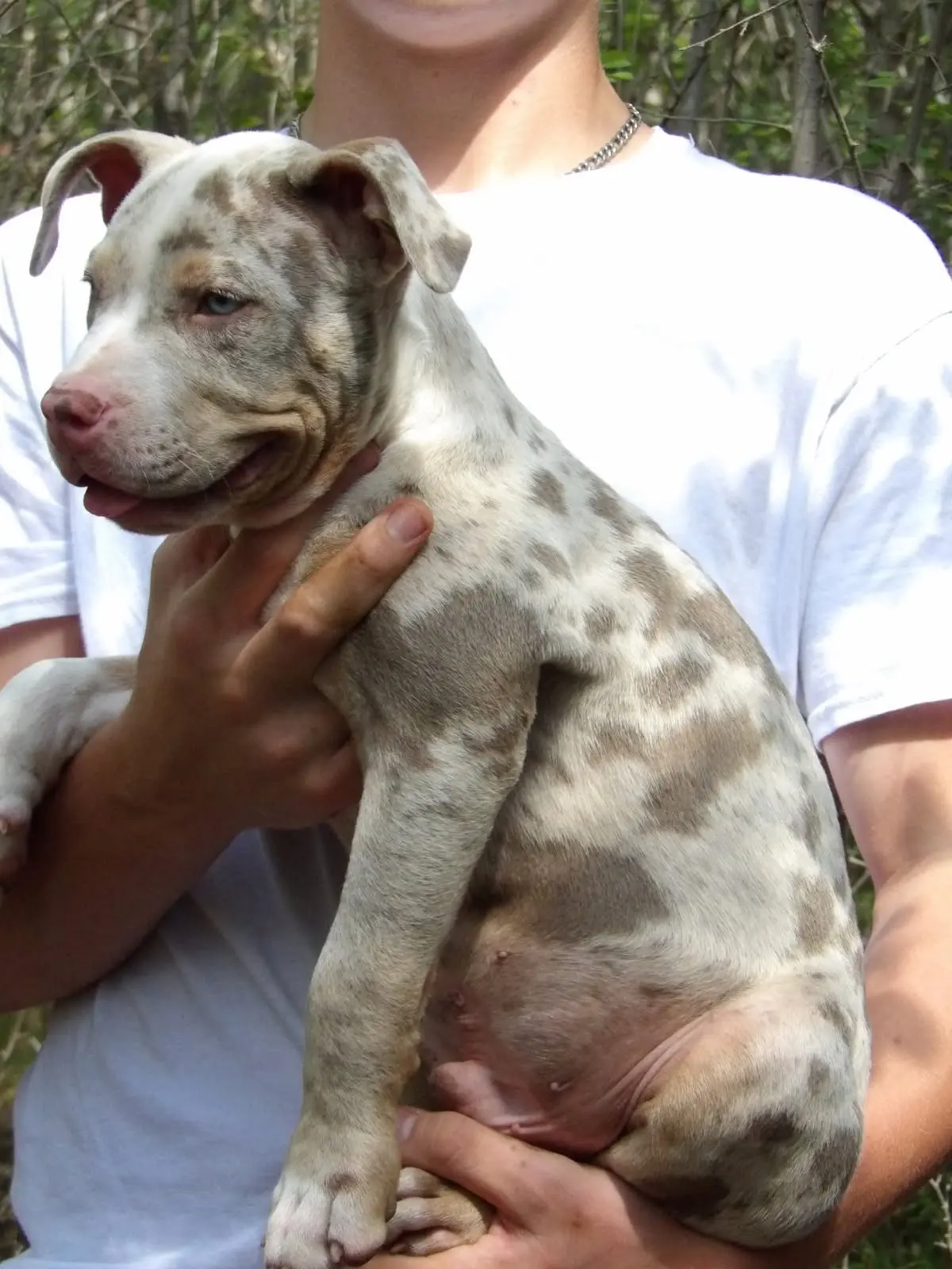 A merle puppy held up in the woods