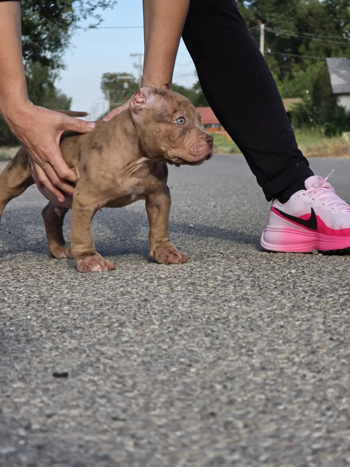 A merle puppy being stacked on the pavement