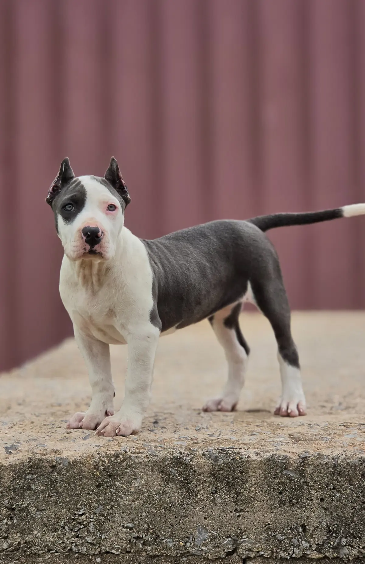 A blue and white puppy standing tall