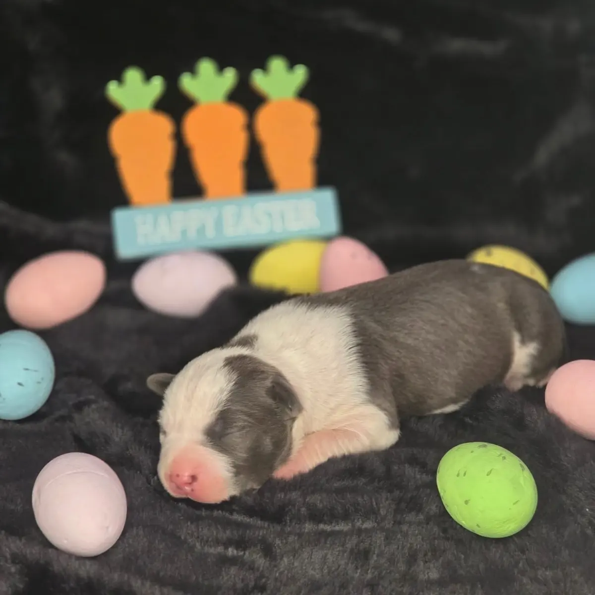 A newborn blue and white puppy asleep