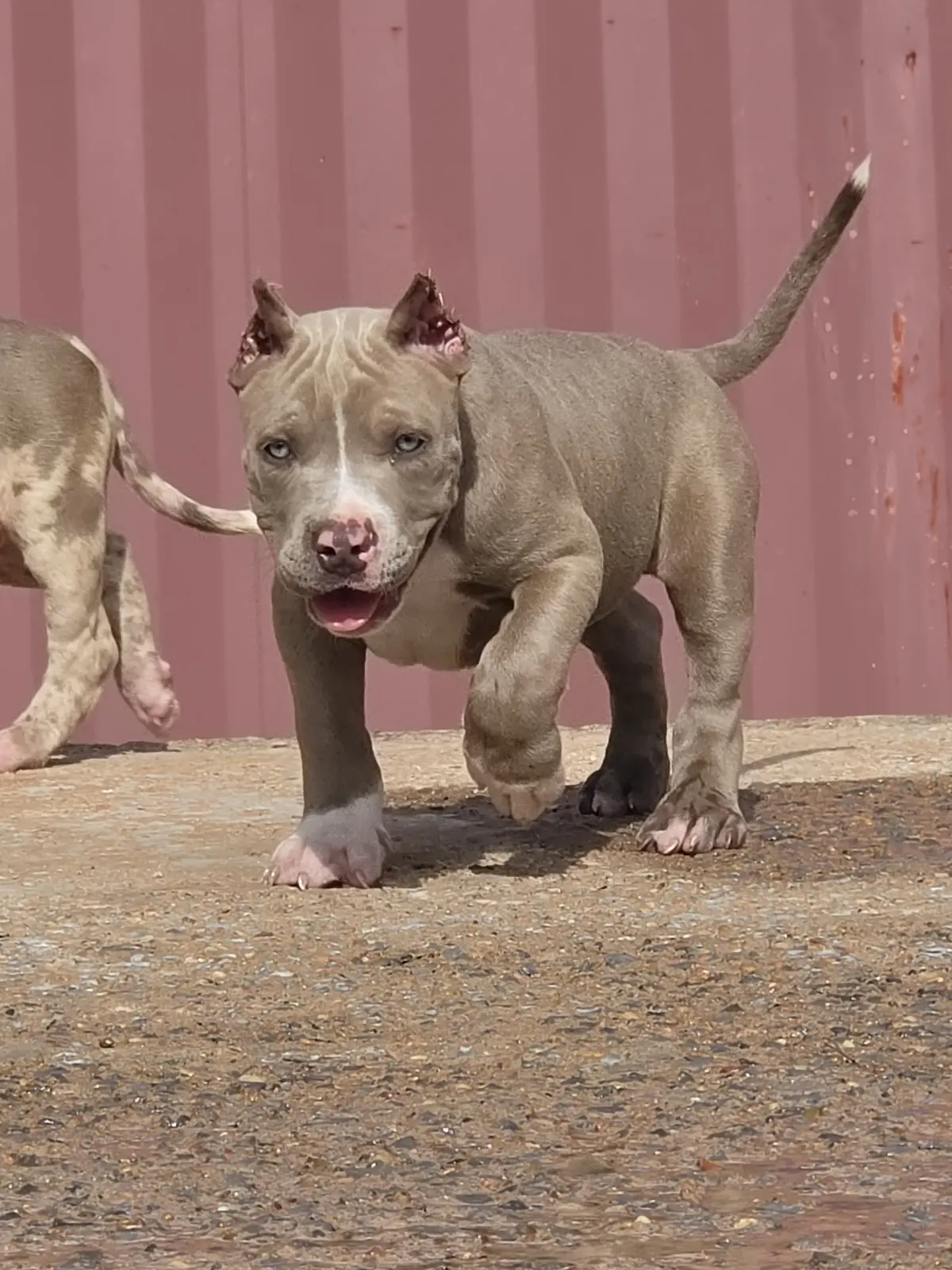 A lilac puppy trotting past a red wall