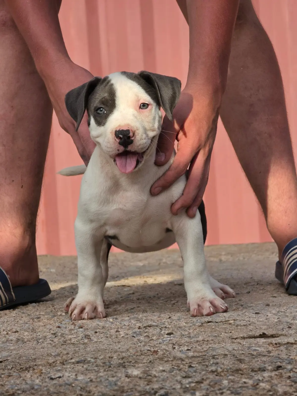 A blue and white puppy by the red wall