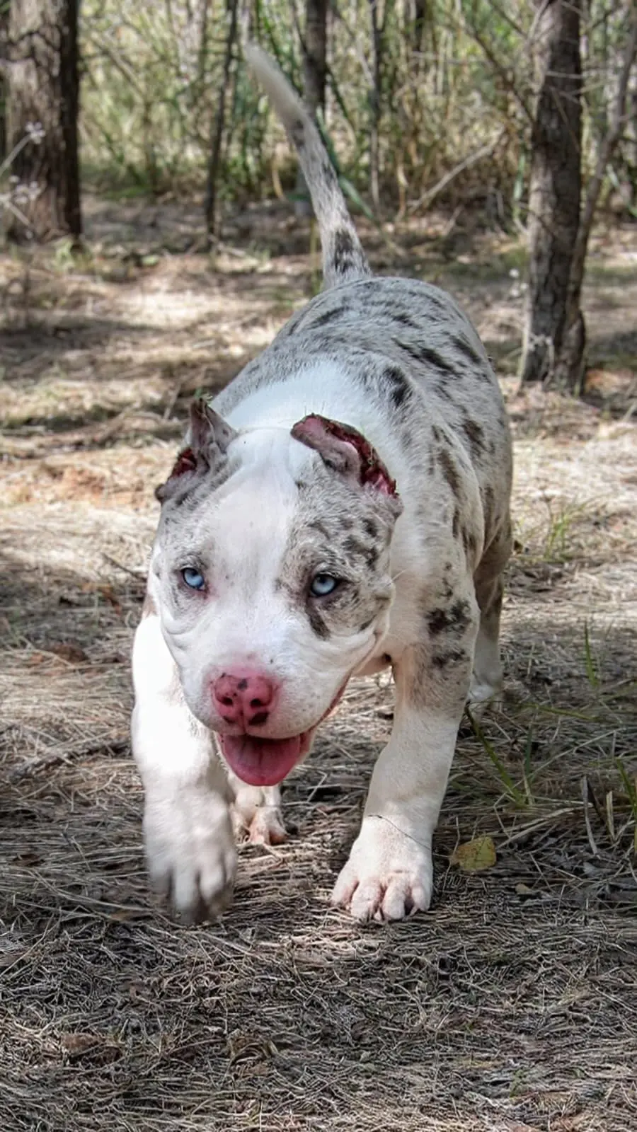 A merle dog walking through the woods