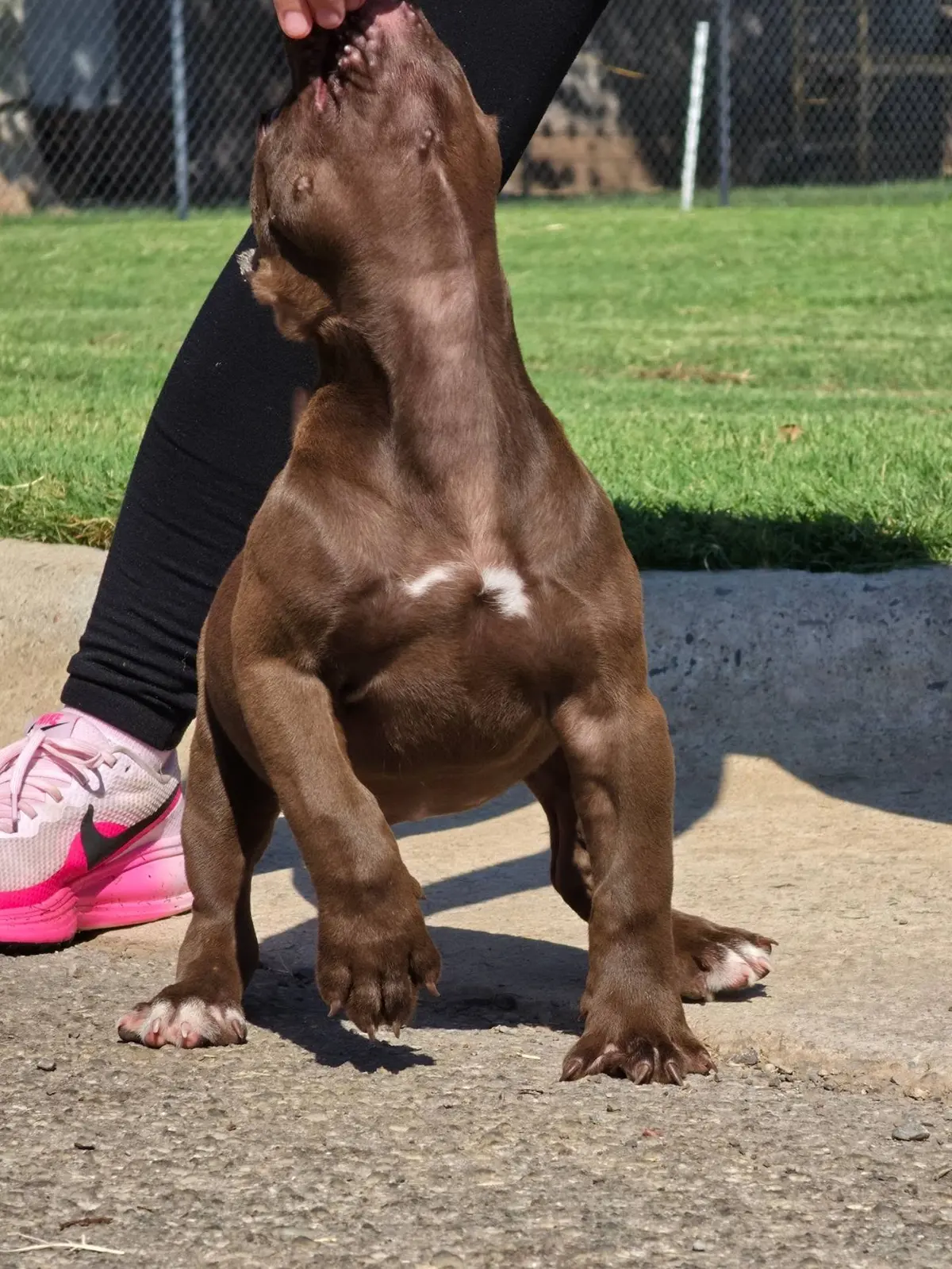 A chocolate Brazilian Bull puppy being stacked on the pavement