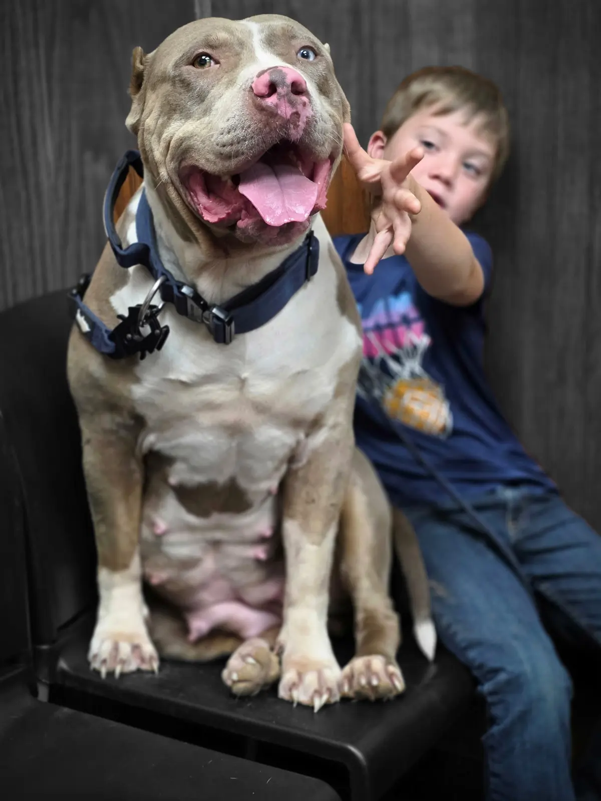 A lilac dog sharing a chair with one of the kids
