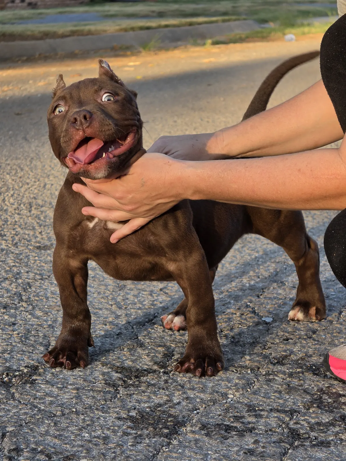 A chocolate puppy mid-yawn