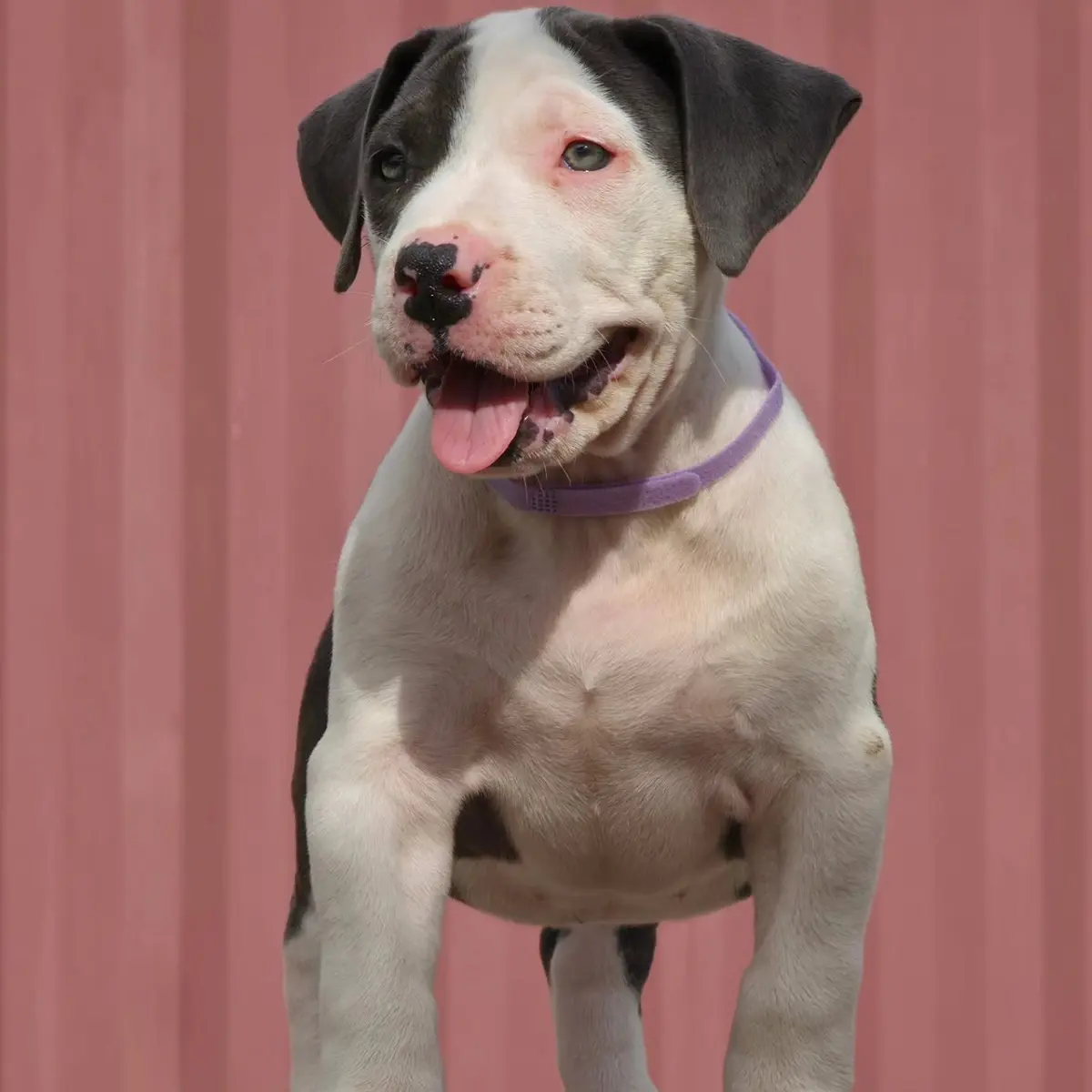 A blue and white Rubble × Bambi puppy with a purple collar