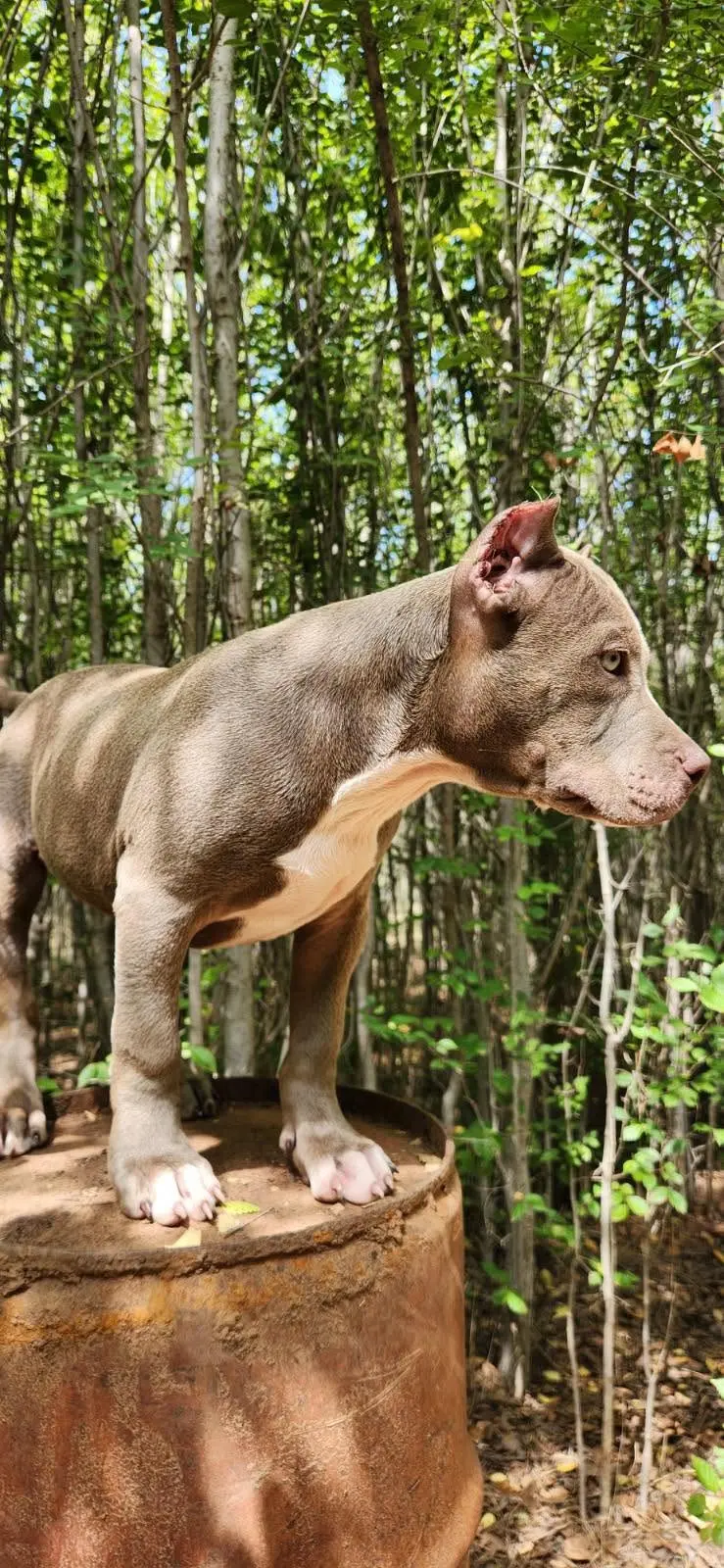 A lilac puppy standing on a stump