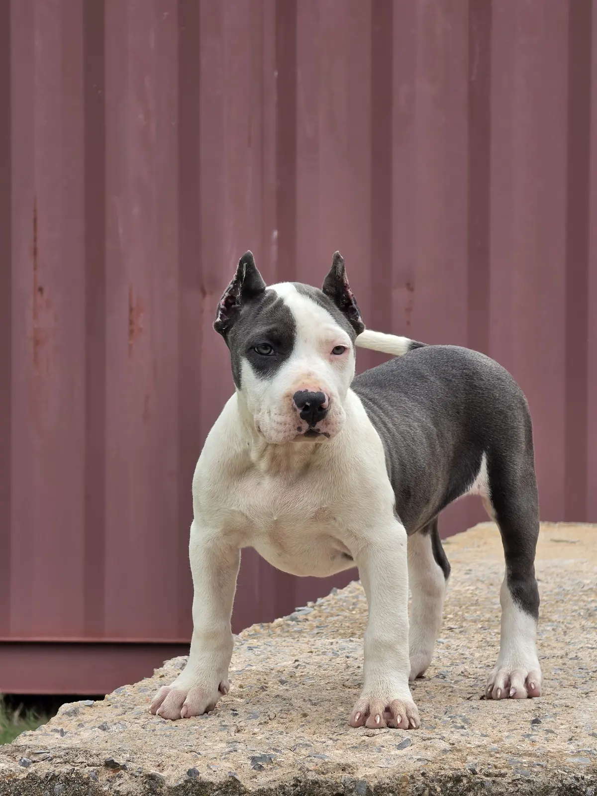 A blue and white puppy on a ledge