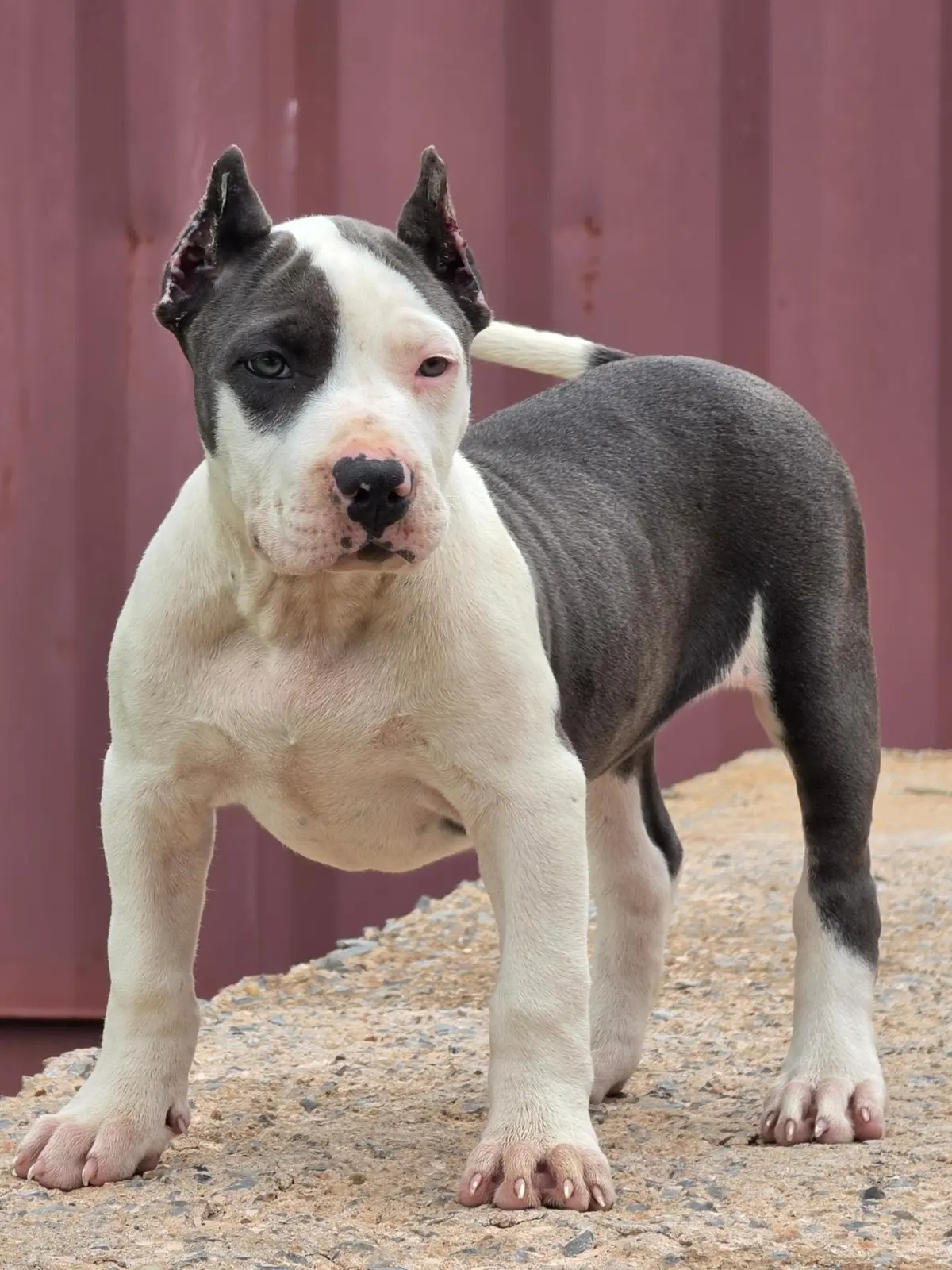 A blue and white puppy with cropped ears standing on a ledge