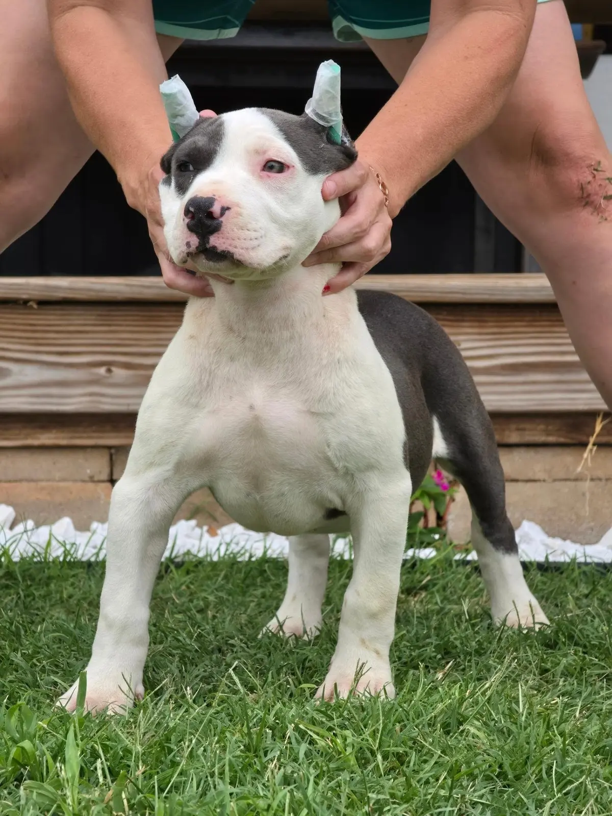 A blue and white puppy being set up on the grass
