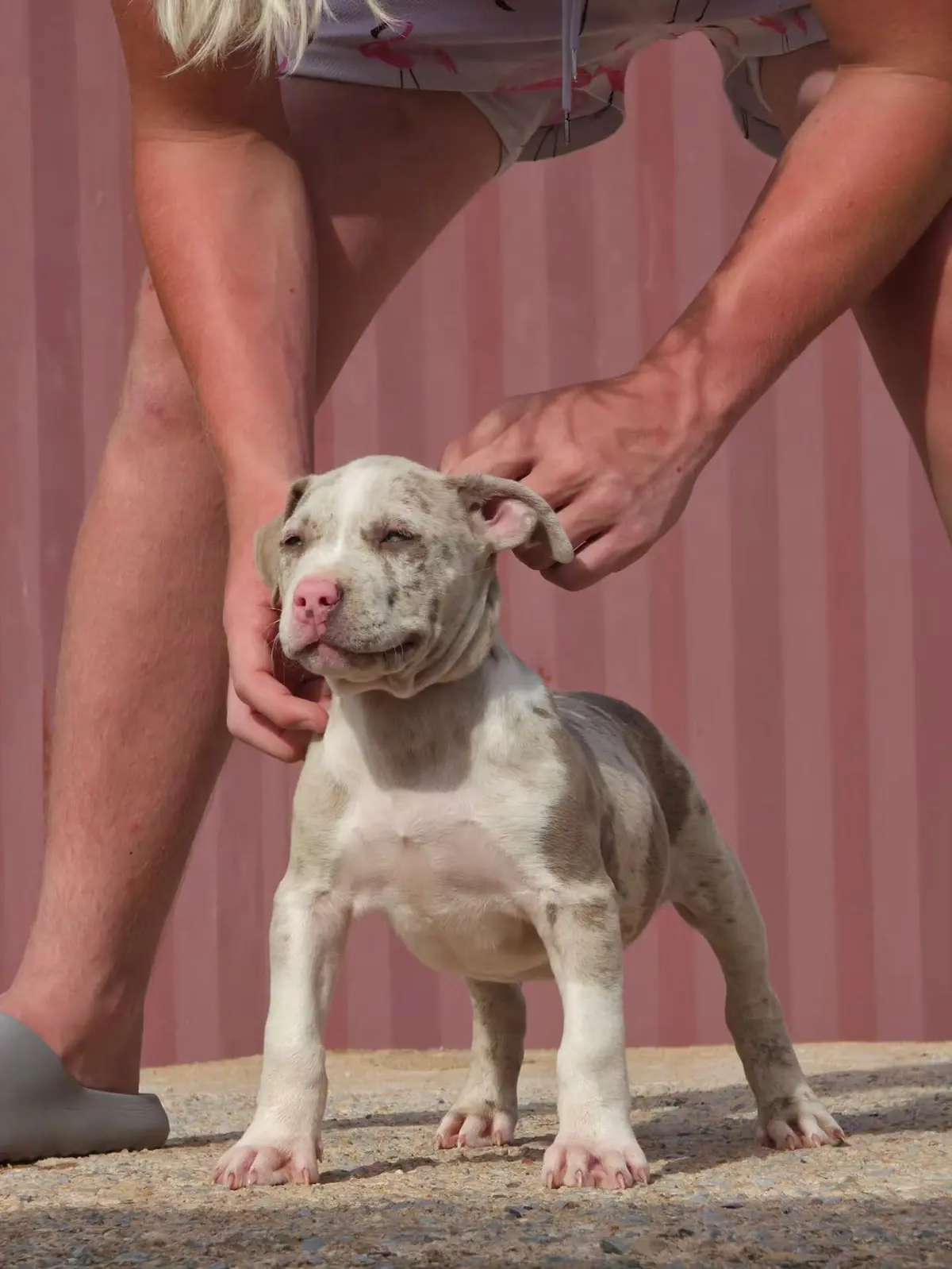 A merle puppy being stacked in front of a red wall