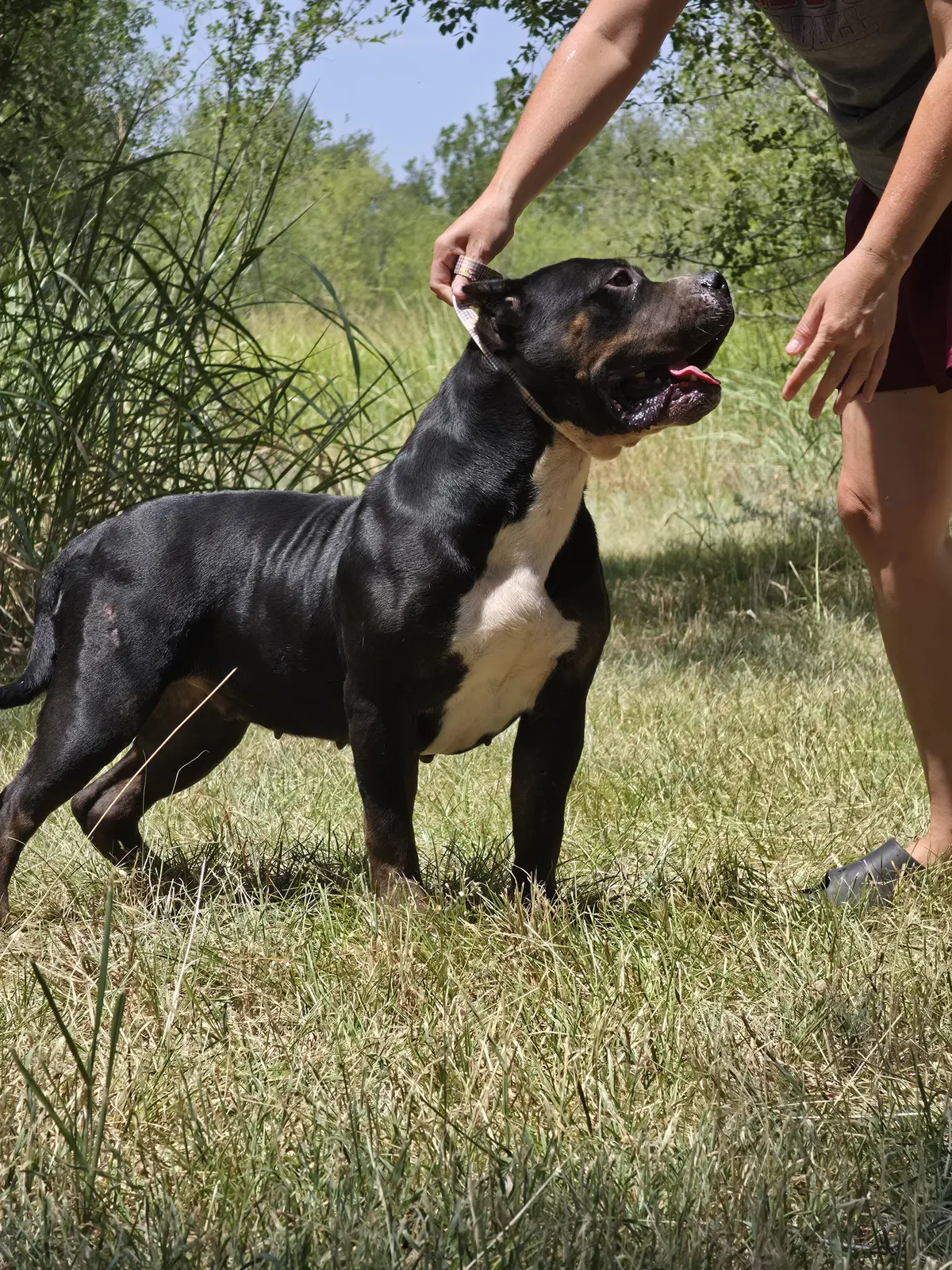A black tri dog being stacked in the grass