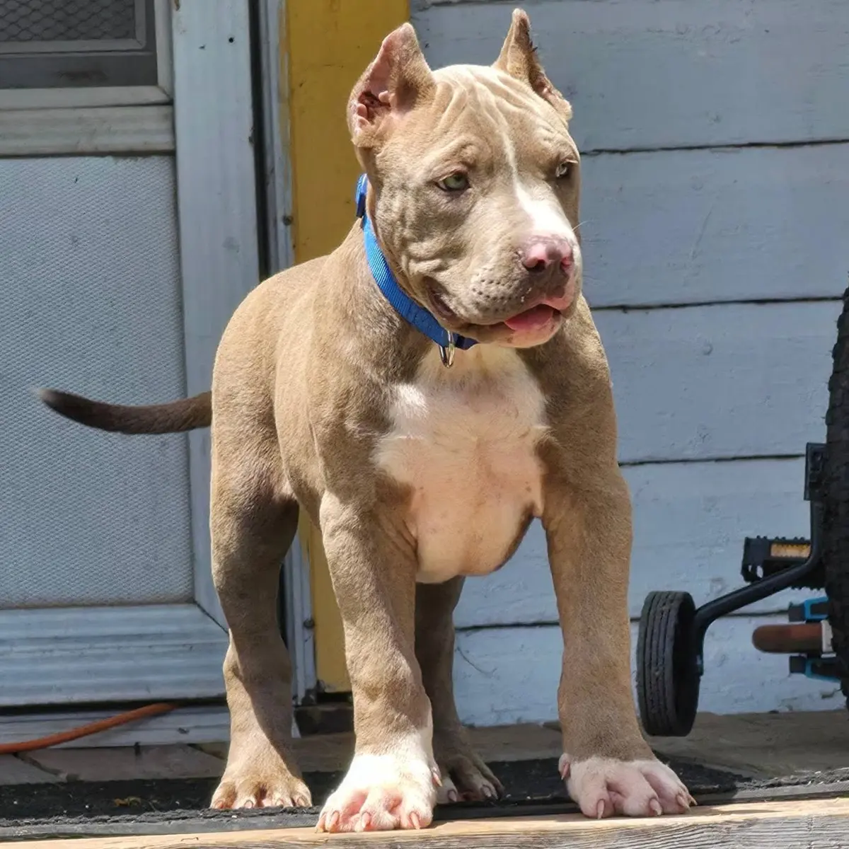 A lilac puppy with a blue collar standing on a step