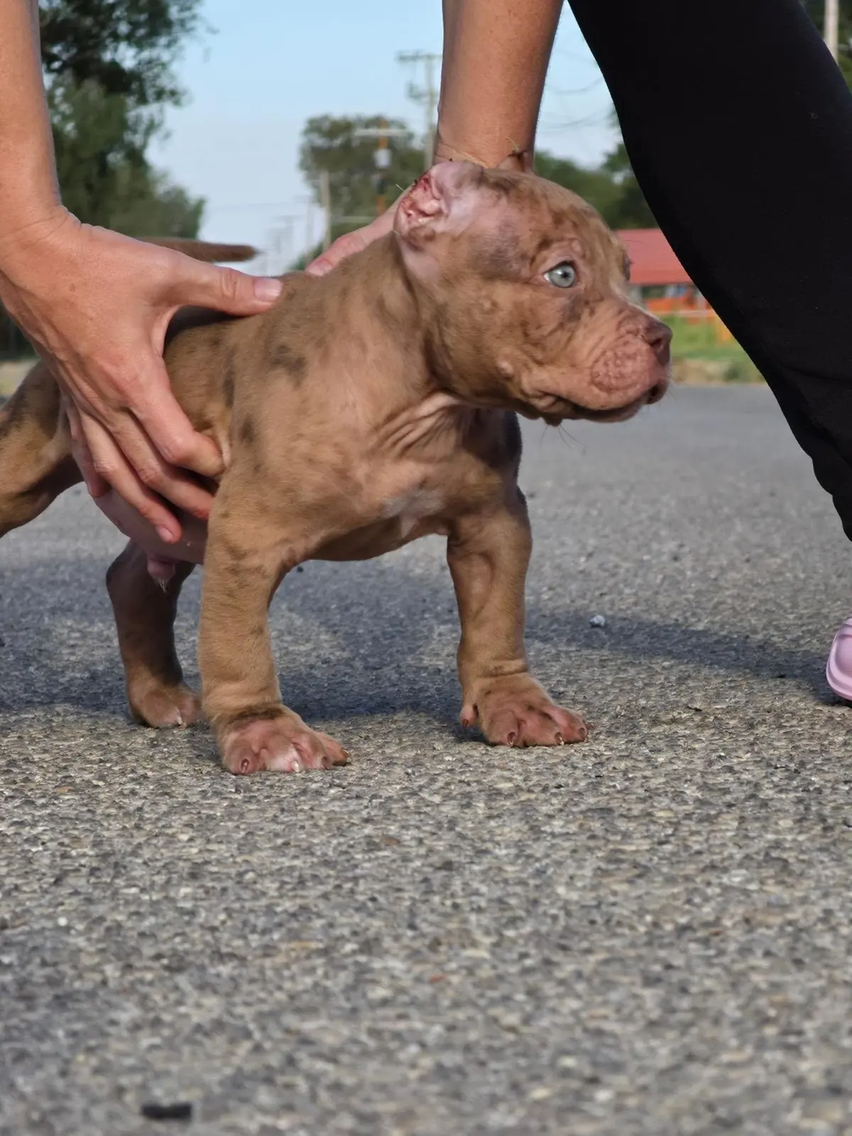 A merle Mavrok puppy being stacked on the pavement