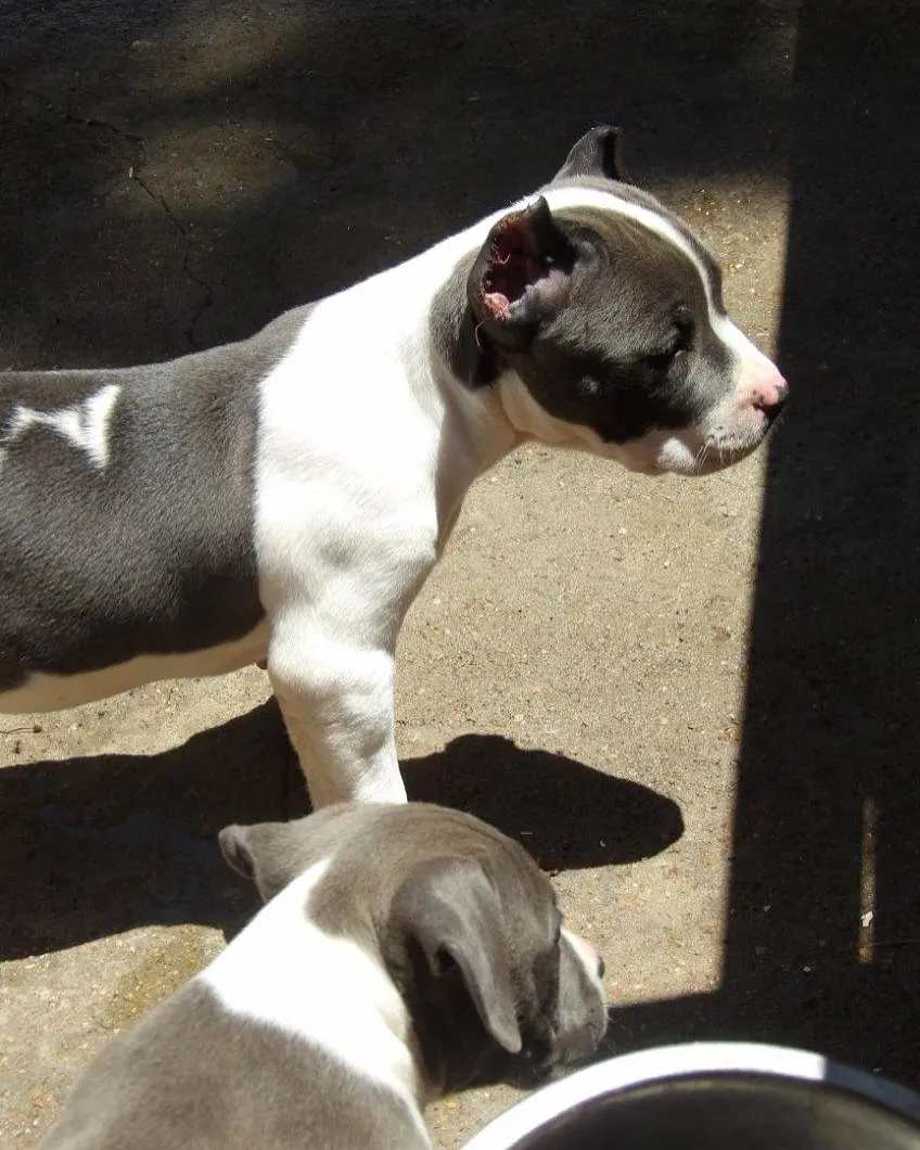 A blue and white puppy in profile
