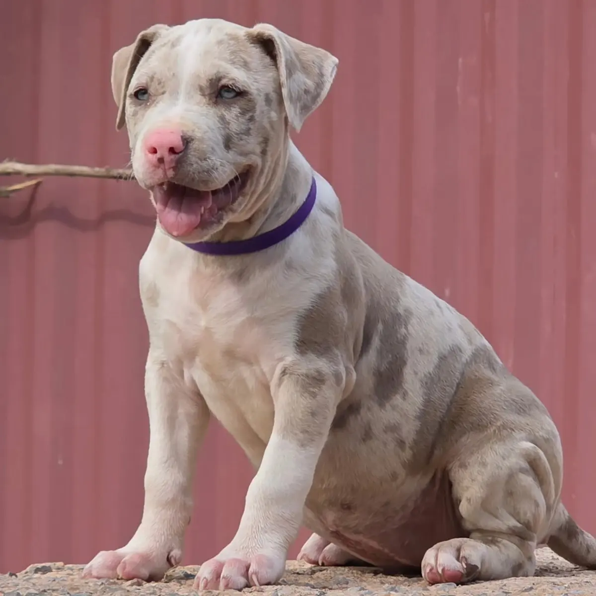 A merle Rubble × Bambi puppy sitting against a red wall