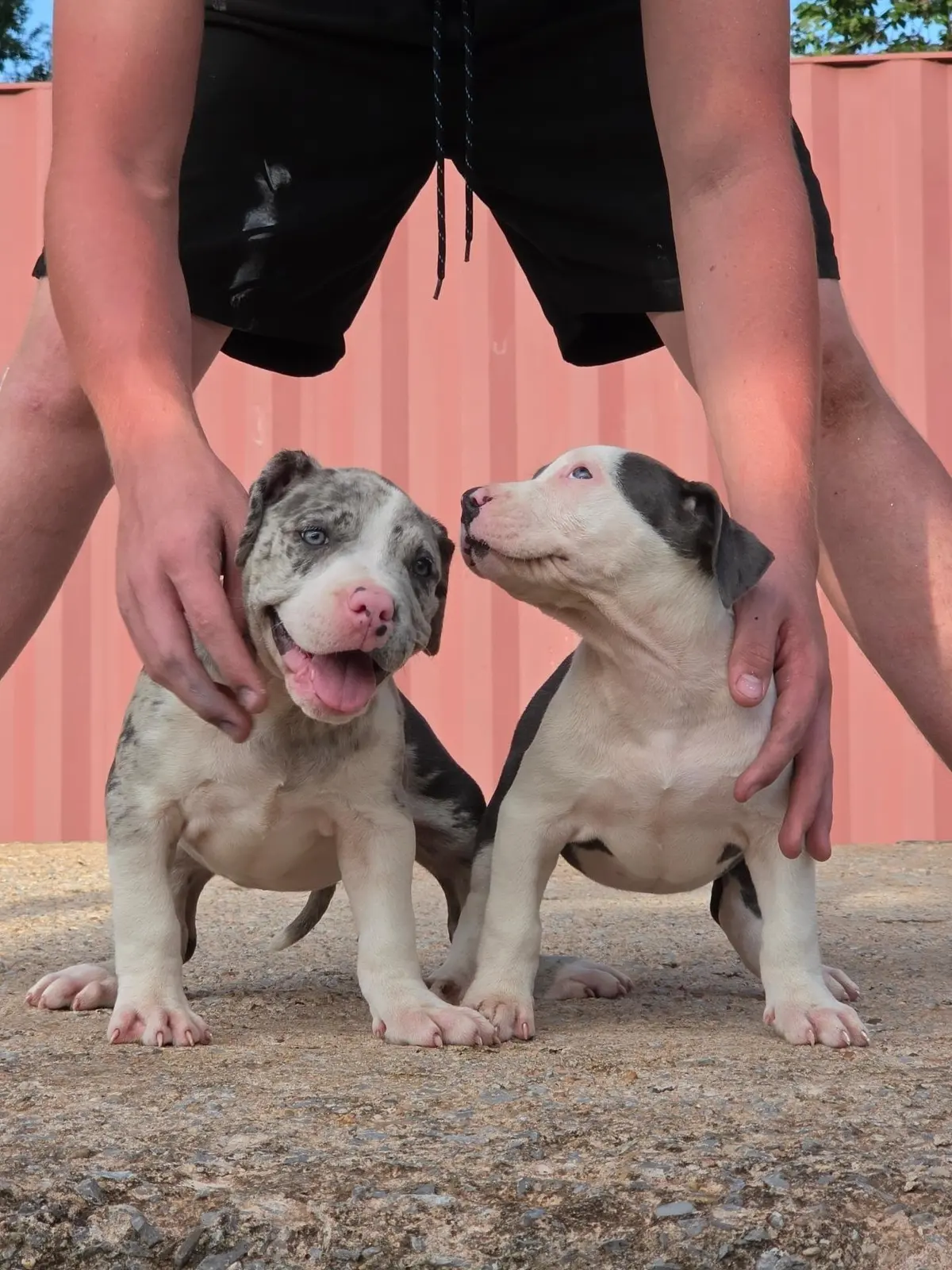 Two merle puppies side by side