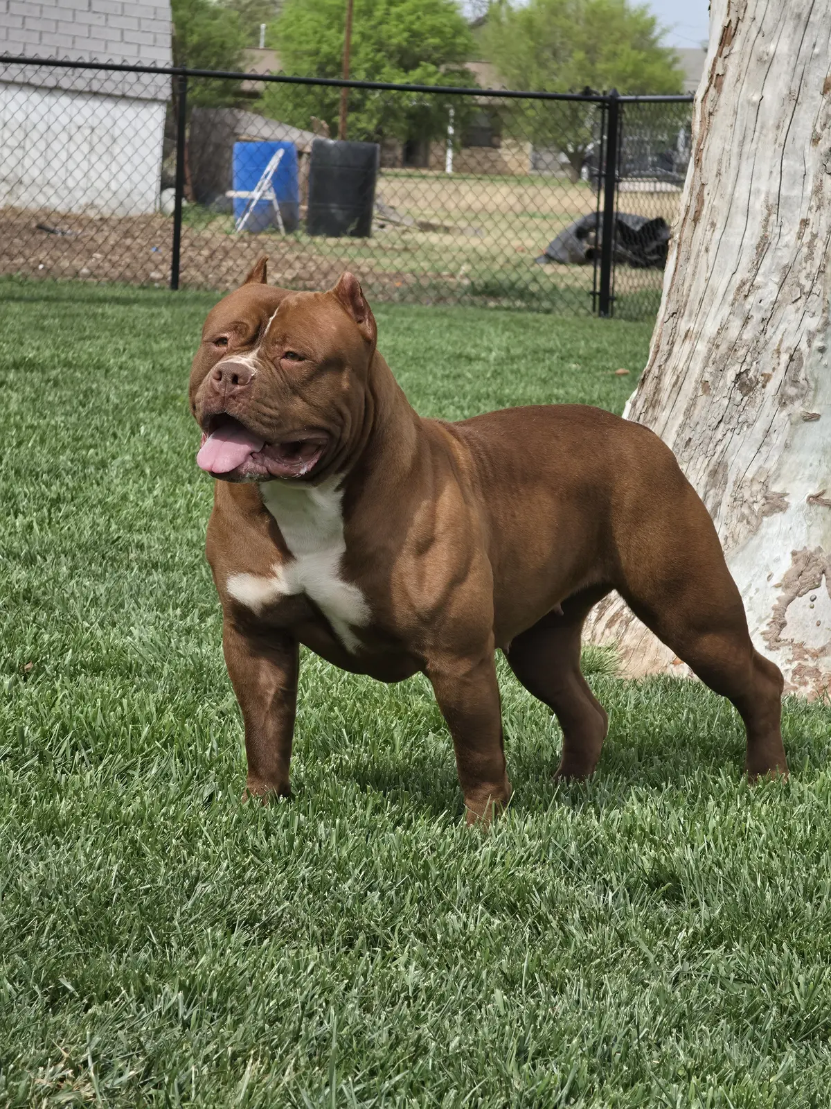 A chocolate dog with a white chest, tongue out