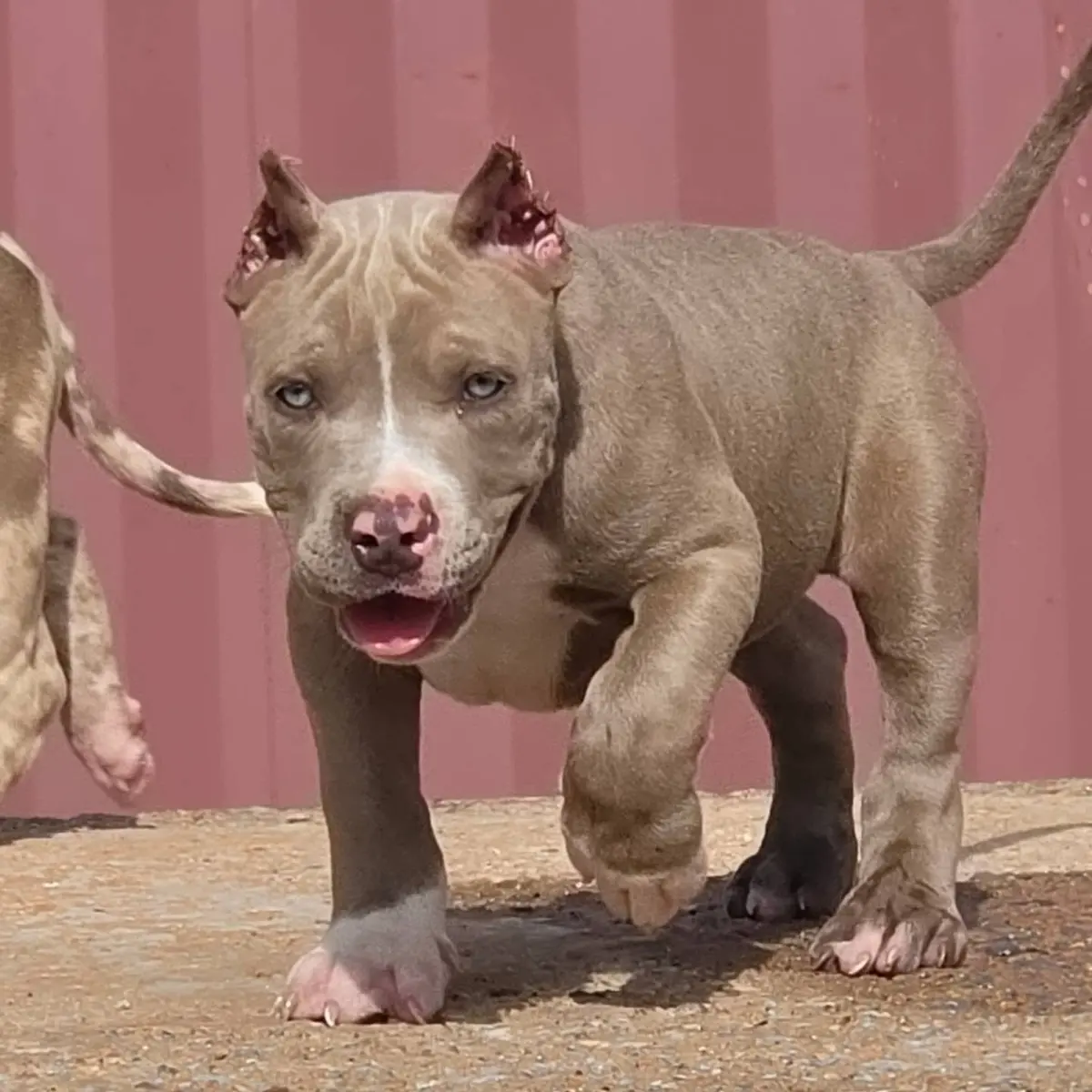 A lilac puppy mid-step in front of a red wall