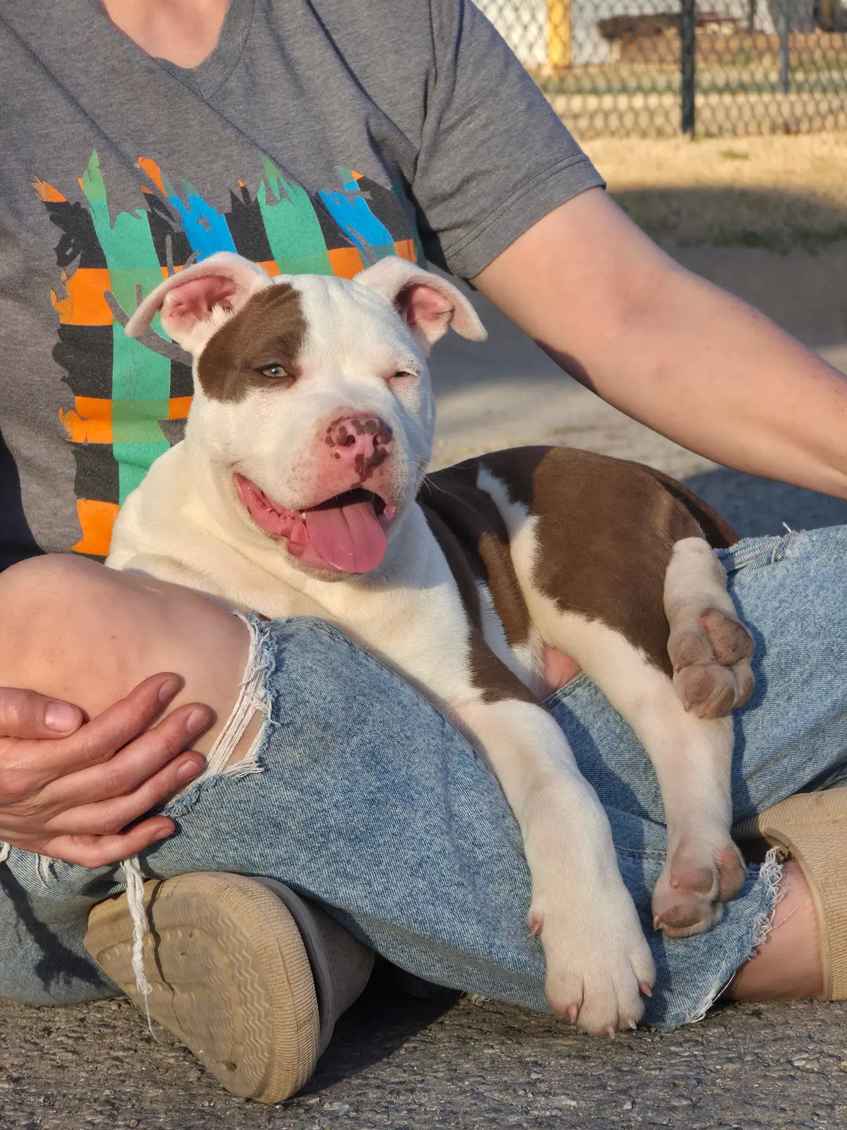 A chocolate and white puppy on a lap