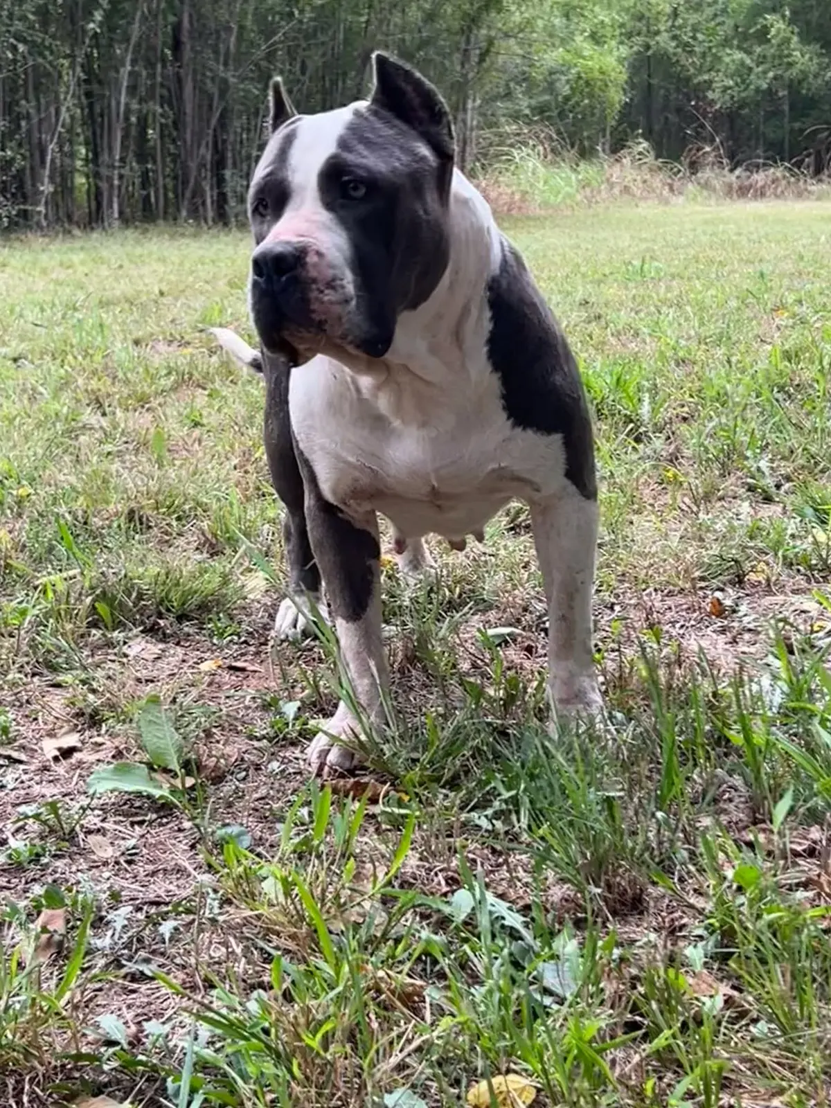 A blue and white dog standing in the woods