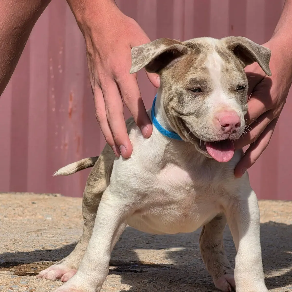 A merle Rubble × Bambi puppy with a blue collar