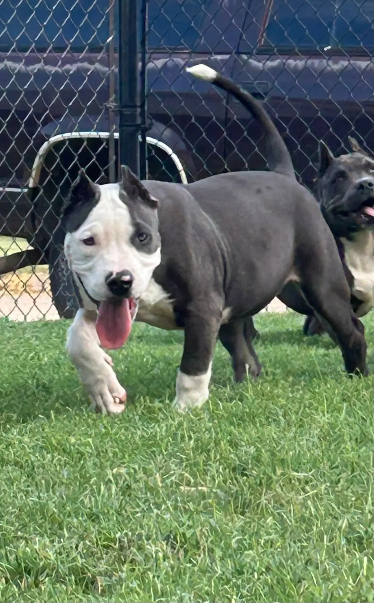 Two dogs running across the grass