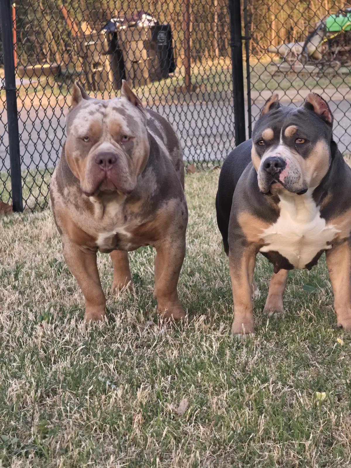 A lilac tri and a chocolate tri standing together