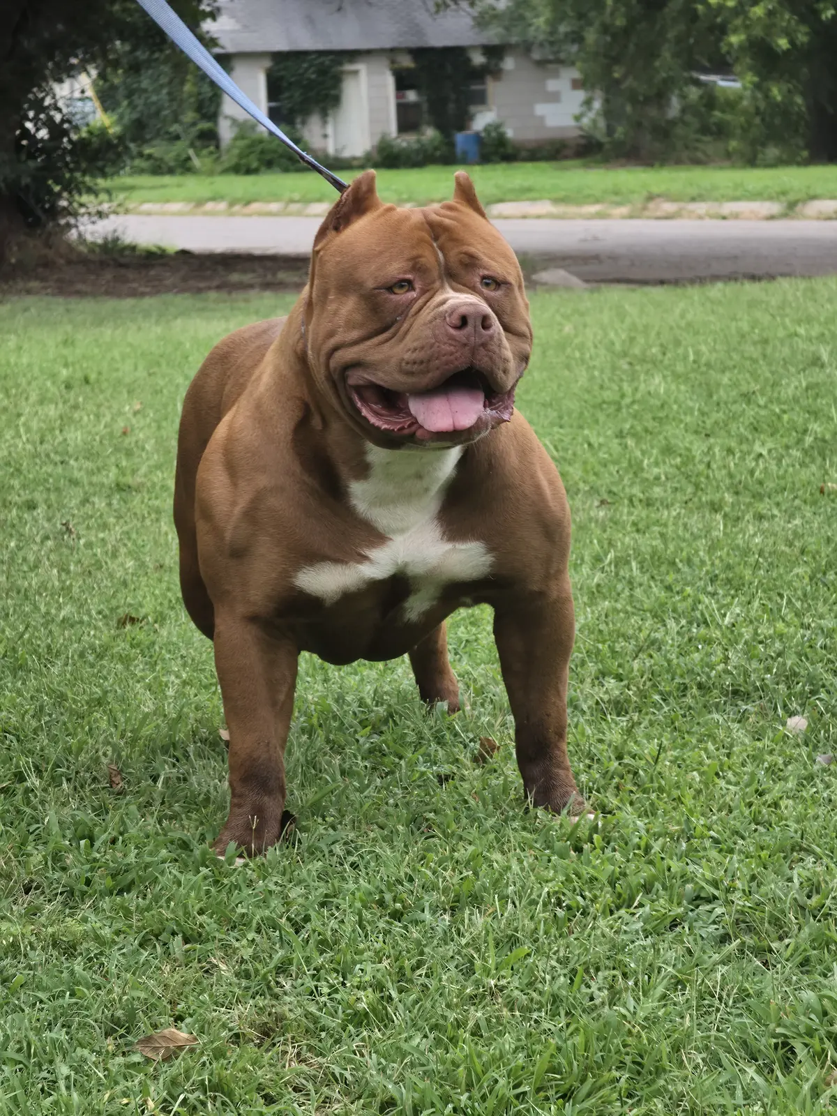 A chocolate dog in the yard