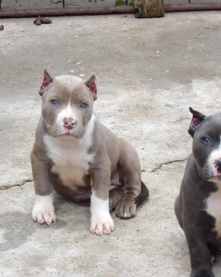 A lilac puppy sitting on concrete