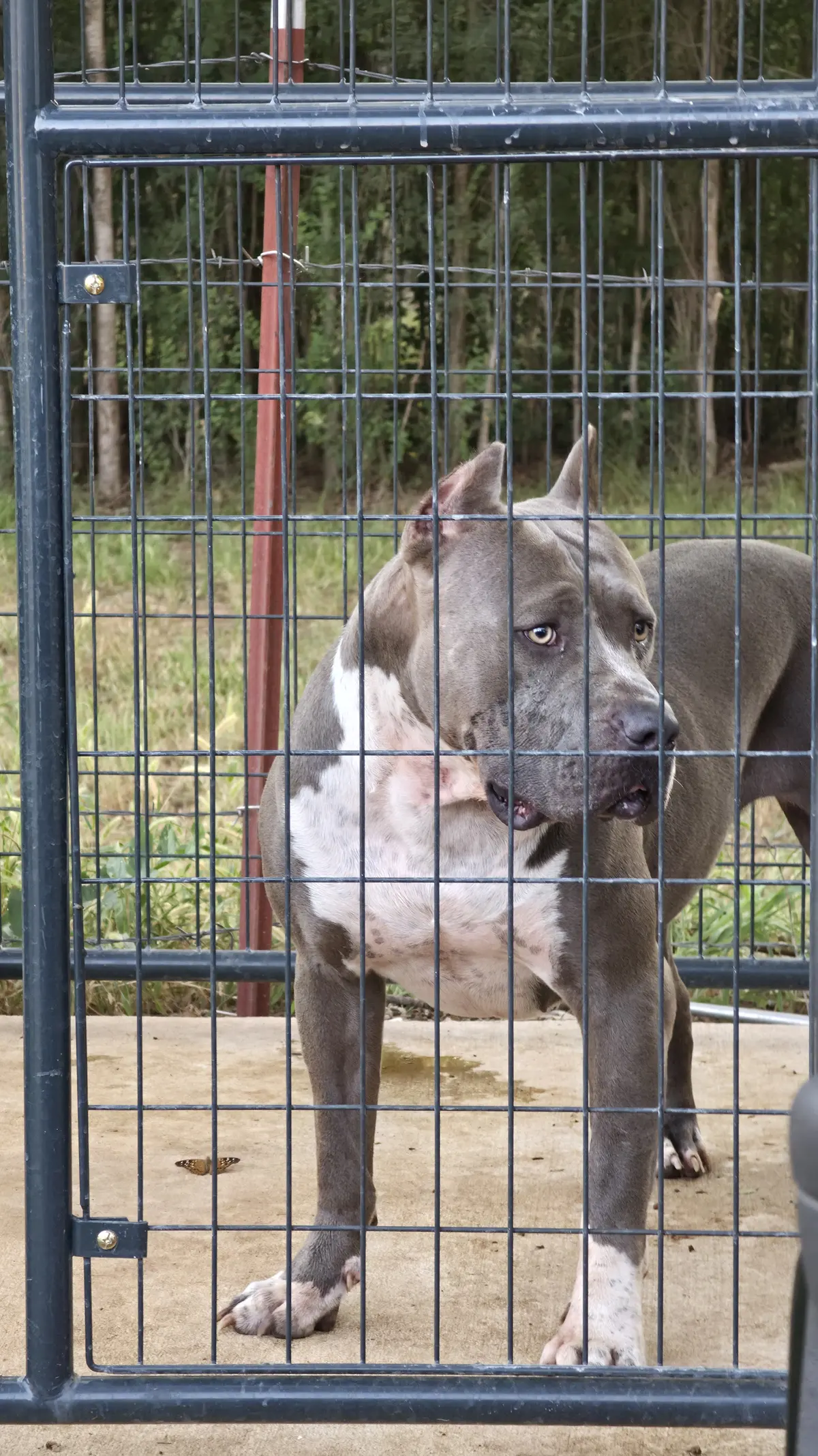 A blue dog in the kennel run