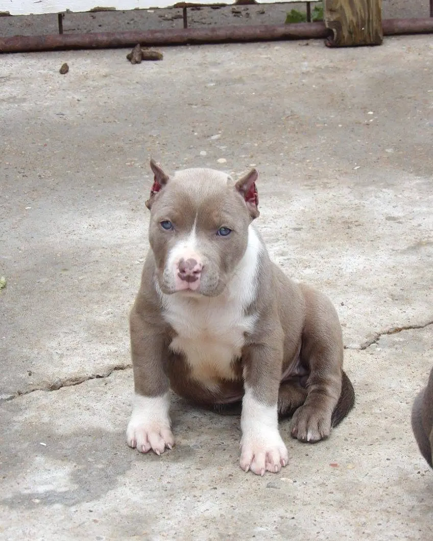 A lilac puppy sitting on the concrete