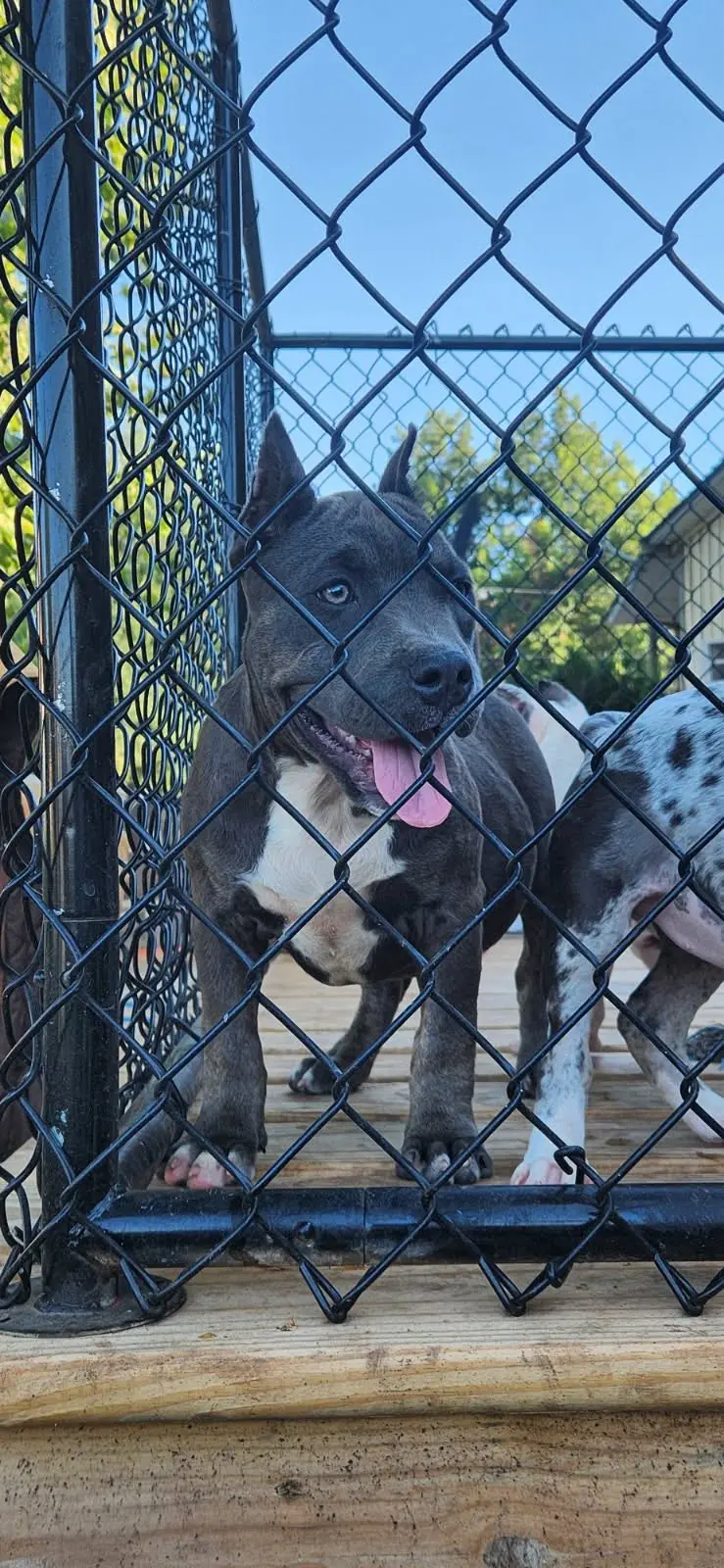 Two puppies on a deck behind a fence