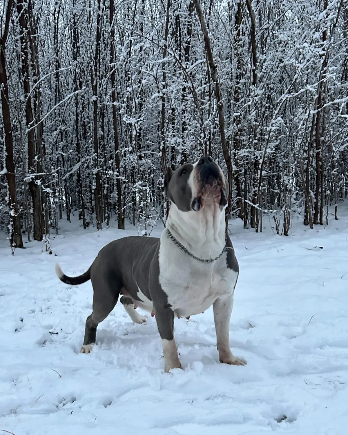 Bambi standing in the snow