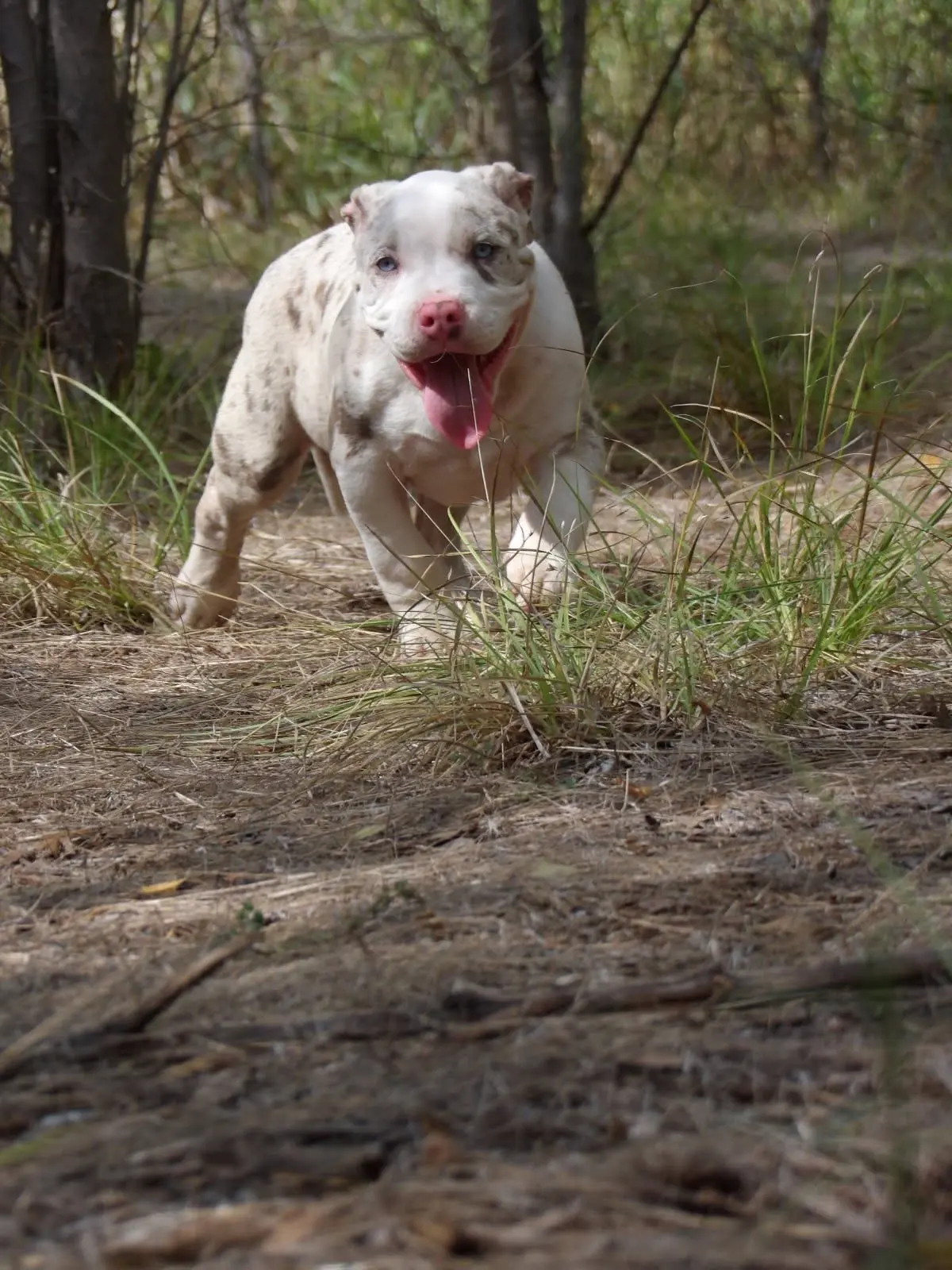 A merle dog running through the brush
