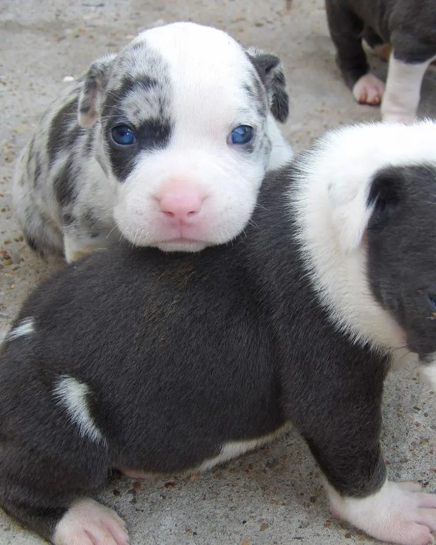 Two newborn puppies, one merle and one blue
