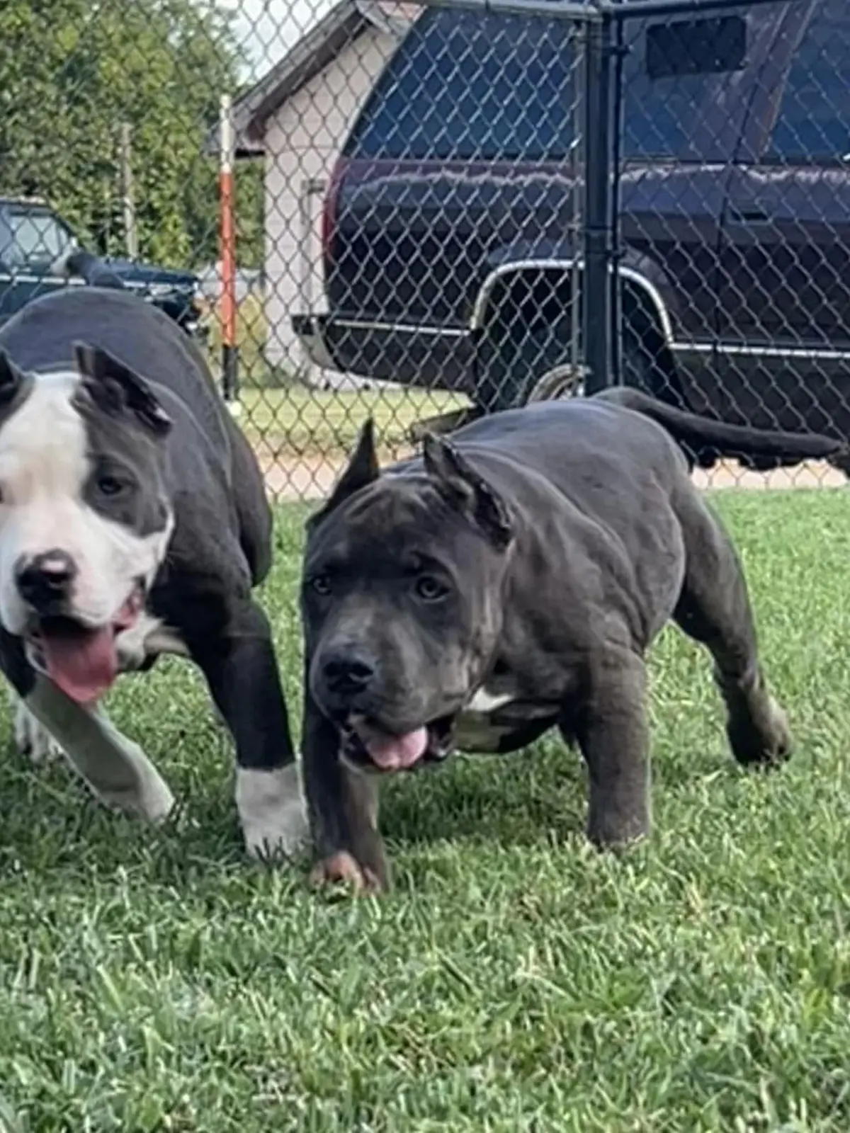 Two dogs running across the lawn
