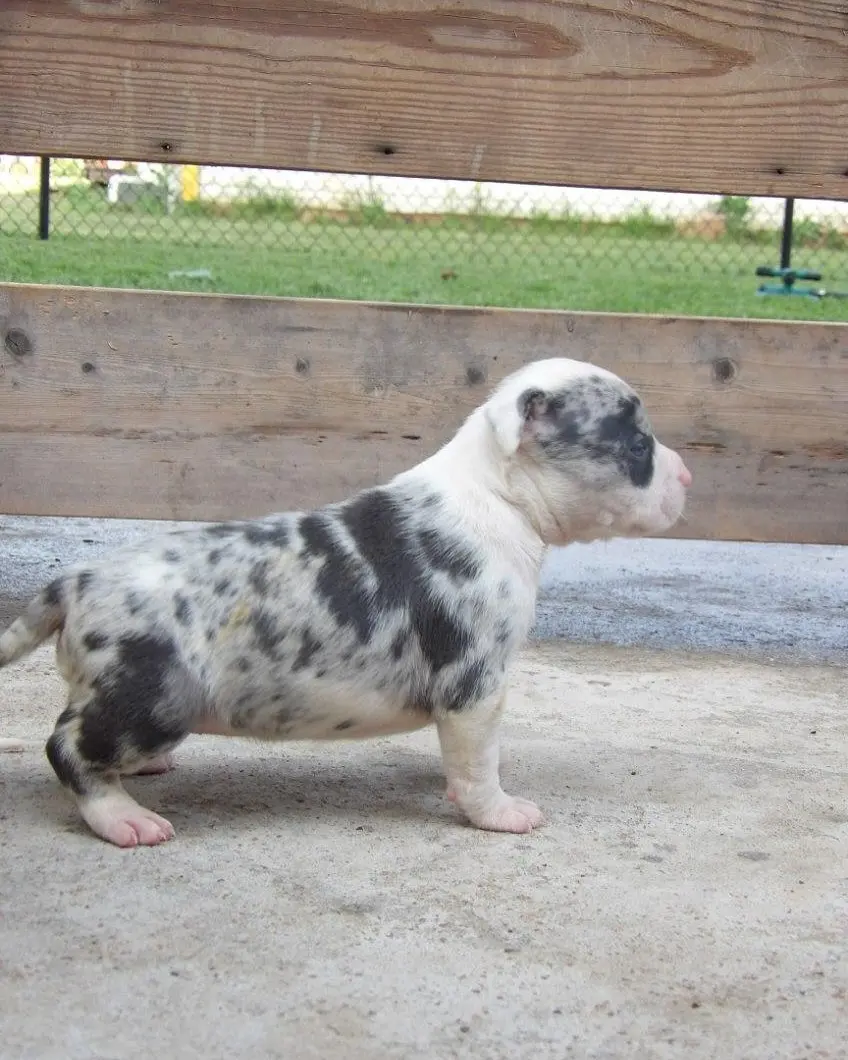 A merle newborn puppy standing on concrete
