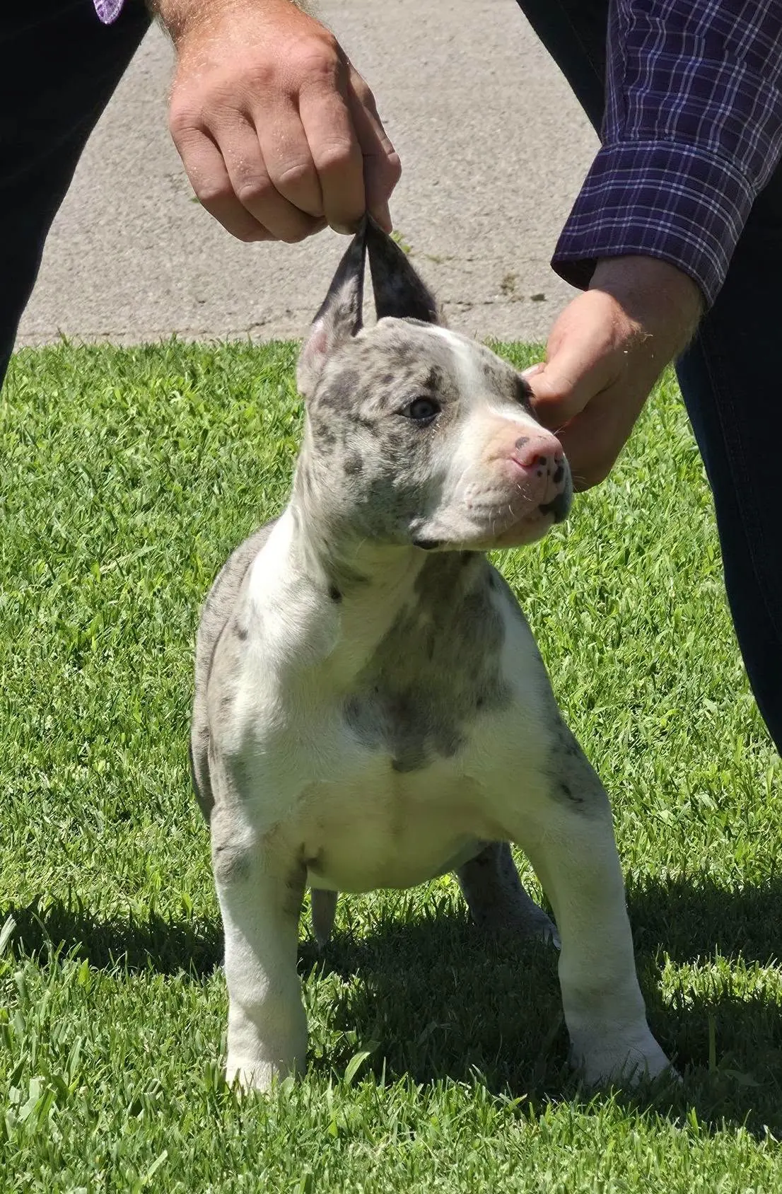 A merle puppy being stacked on the grass