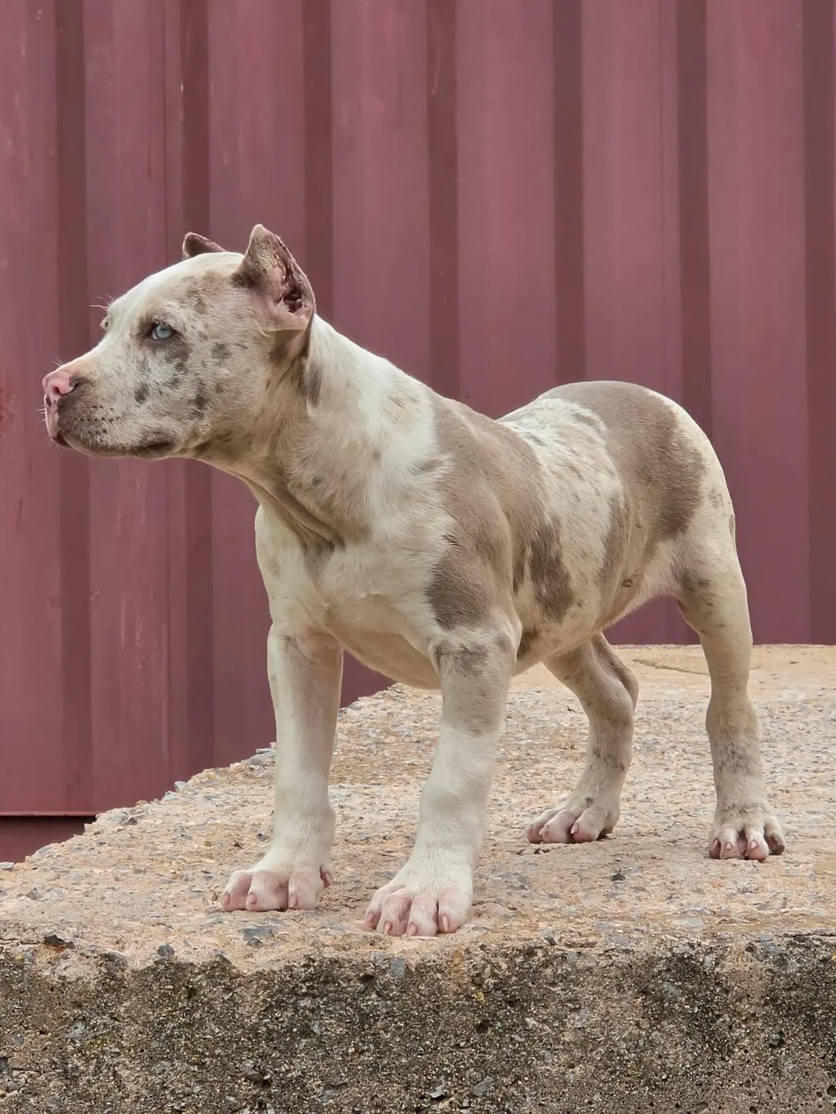 A merle puppy standing on a stone ledge