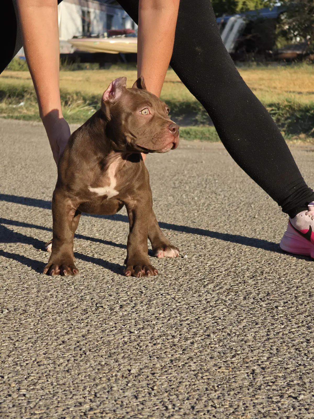 A chocolate puppy being stacked at sunset
