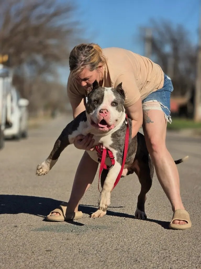 A merle dog being set up for a photo