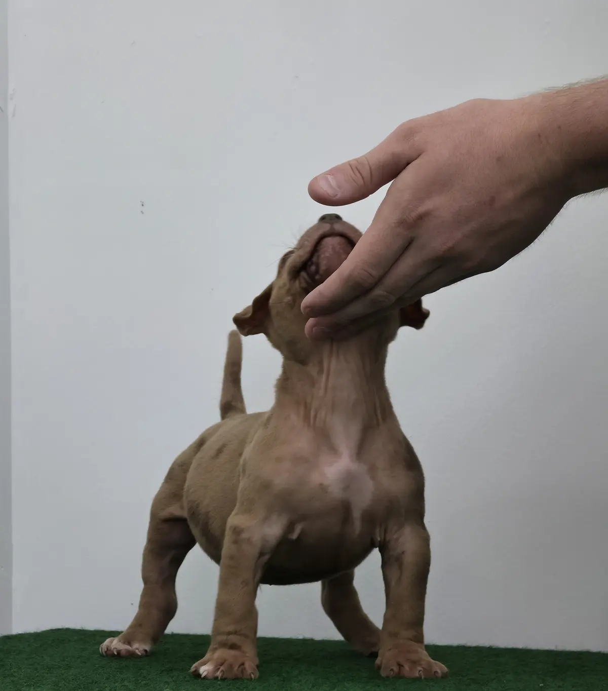 A lilac puppy being stacked indoors
