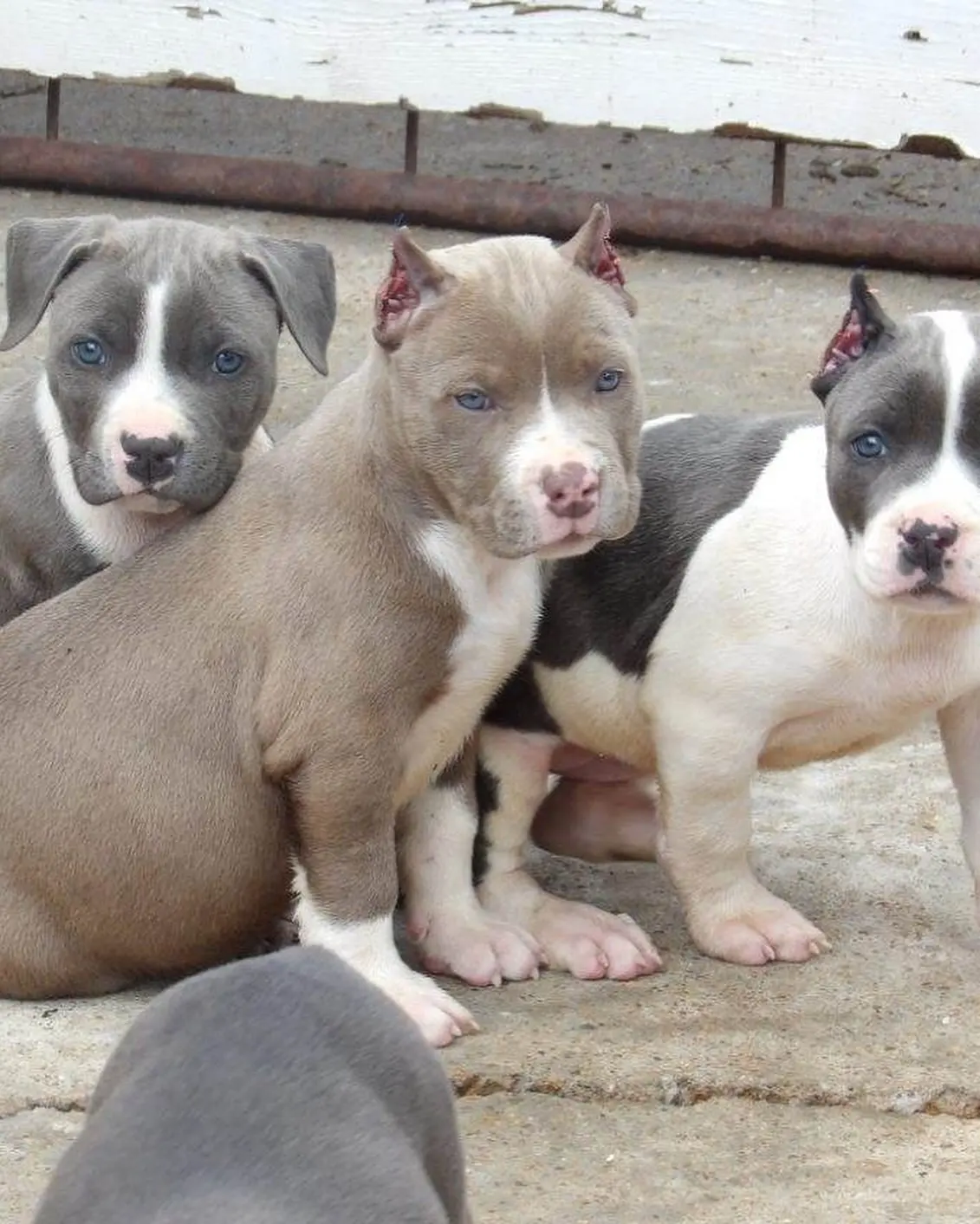 Three puppies sitting together on concrete