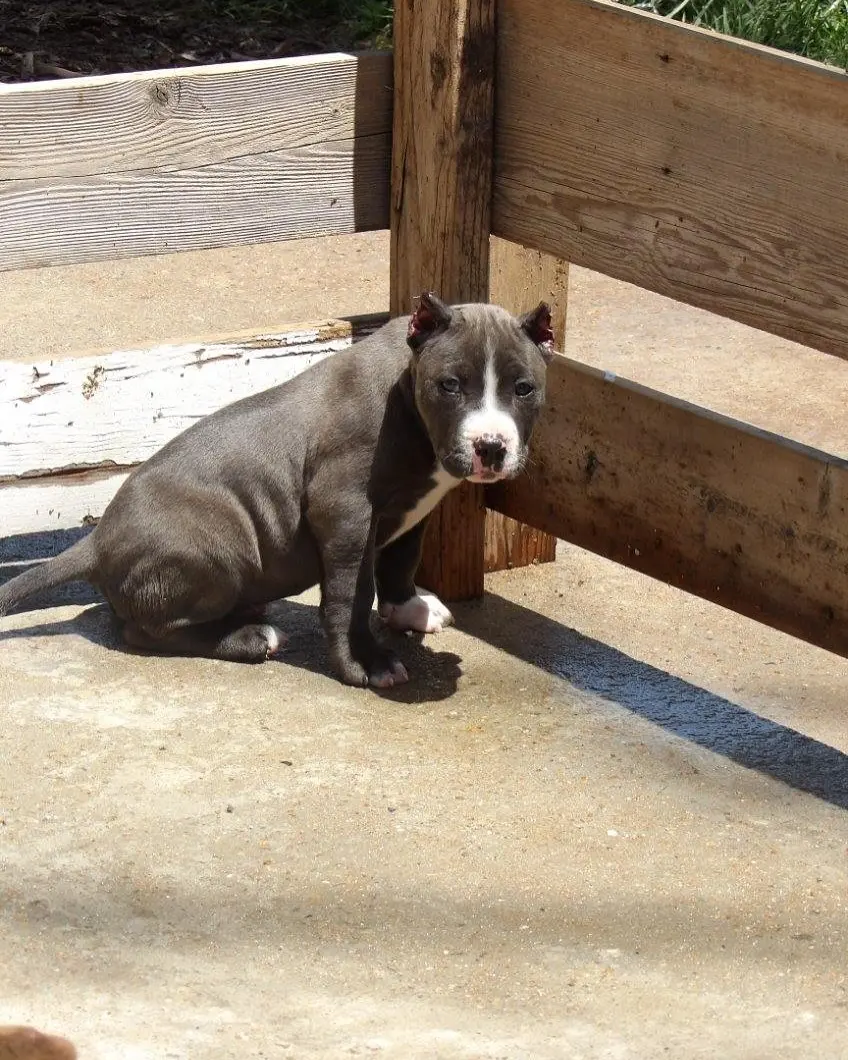 A blue puppy resting against the pen