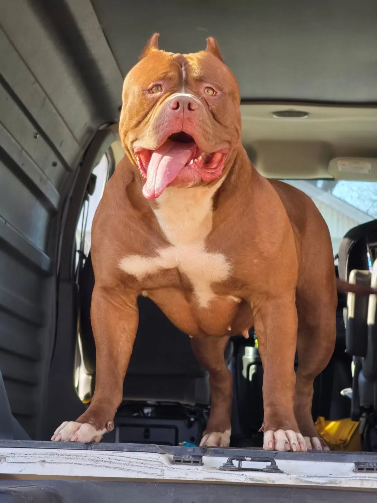 Chanel standing in the back of a vehicle