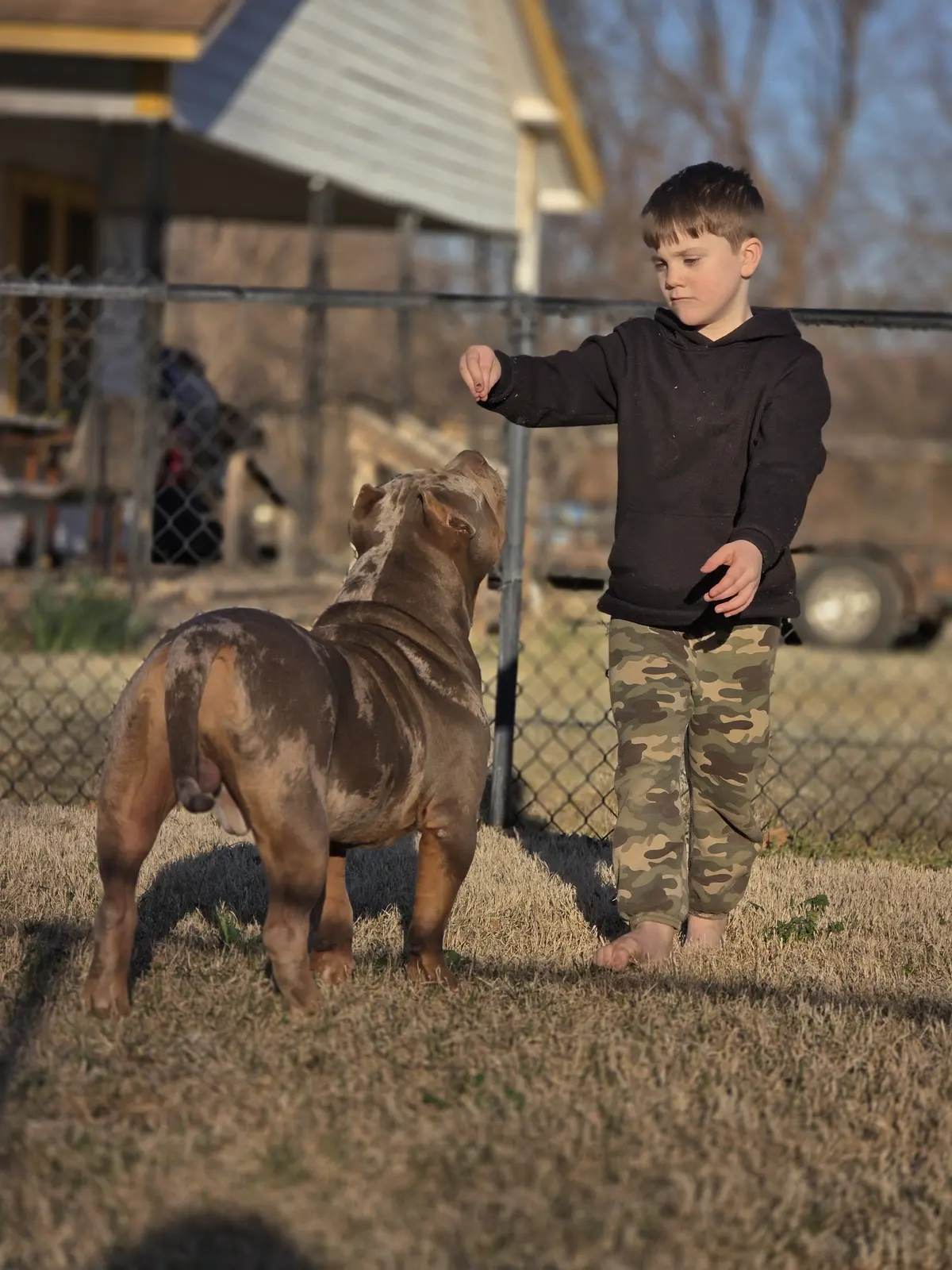 A boy with a tri-color merle dog at the fence